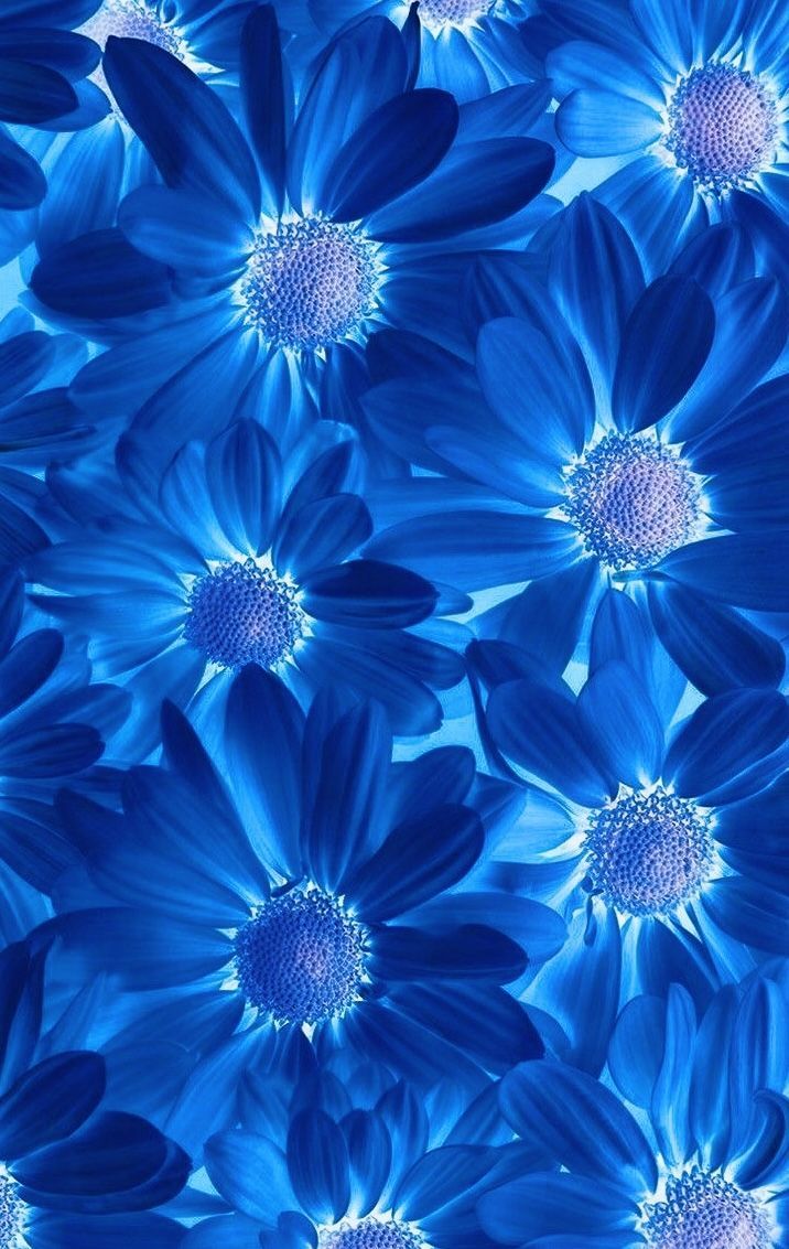 716x1133 All Colors of blue. Purple roses wallpaper, Watercolor flower illustration, Beautiful flowers picture