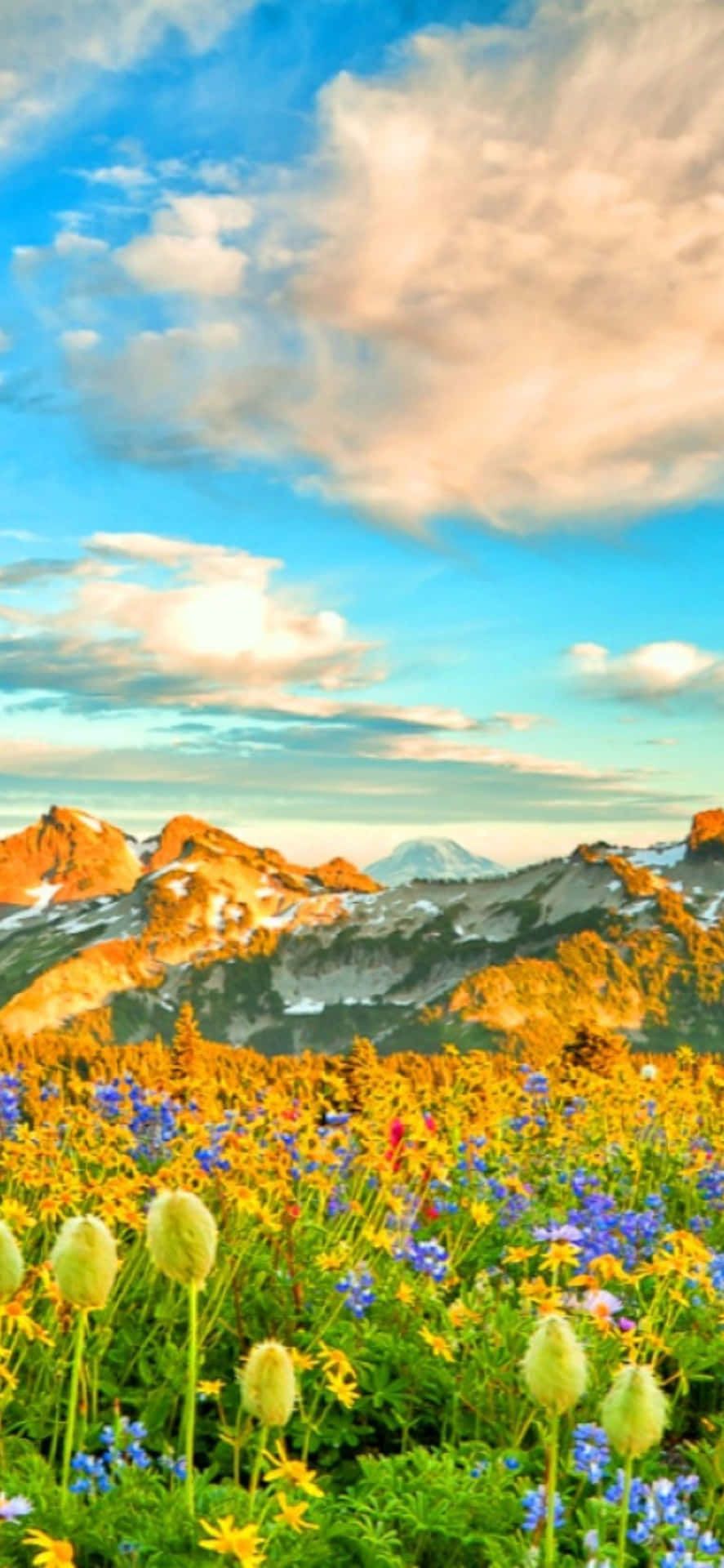 887x1920 Download Celebrate the Rebirth of Spring with the Pixel 3