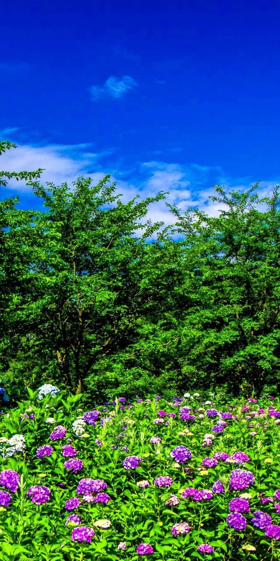 960x1920 Download Wonderful Pixel 3 Spring Landscape