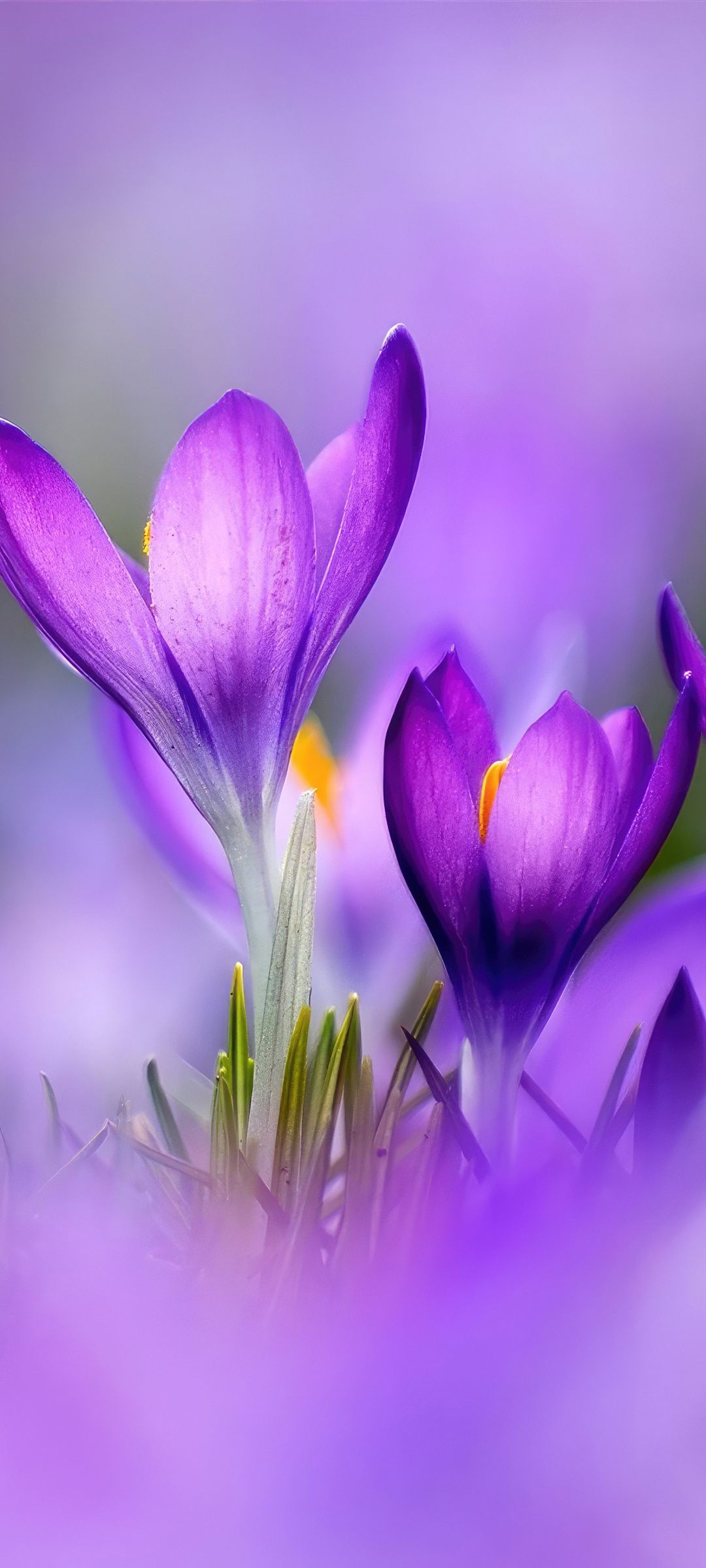 1080x2400 Colors Of Spring Google Pixel 7 , HD 4k Wallpaper, Image, Background, Photos and Picture