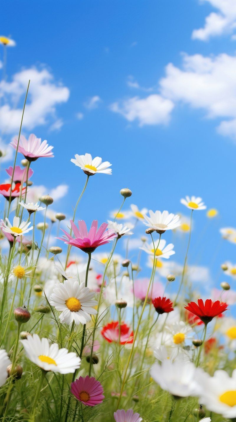 800x1427 Desktop Wallpaper Spring Image. Free Vectors, PNGs, Mockups & Background