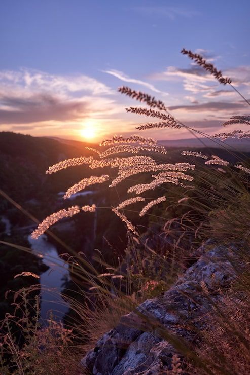493x740 Nature bliss Image