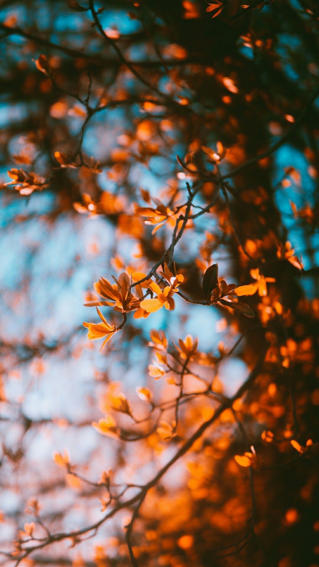 1080x1920 Nature Vibe Wallpaper
