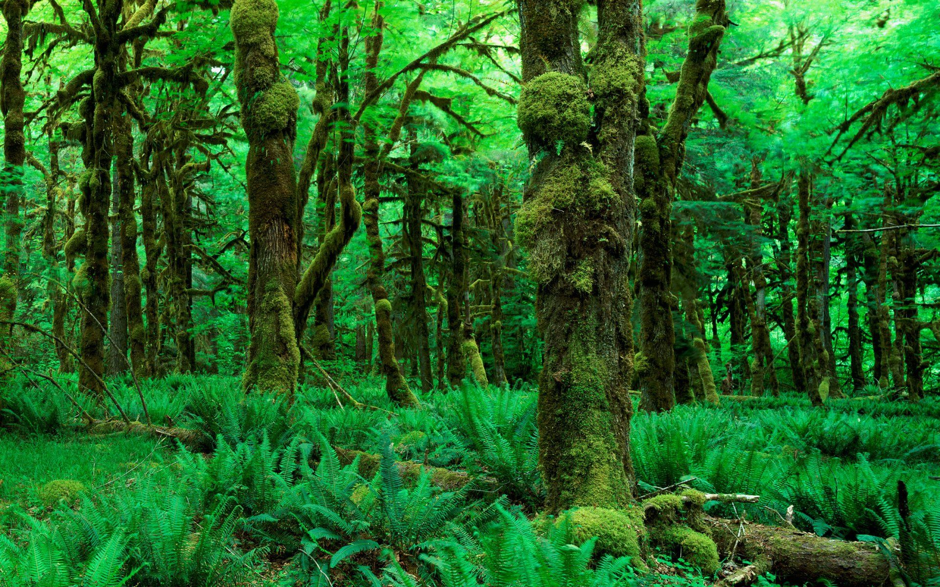1920x1200 Lush Forest Vibes: Stunning HD Nature Wallpaperx1600