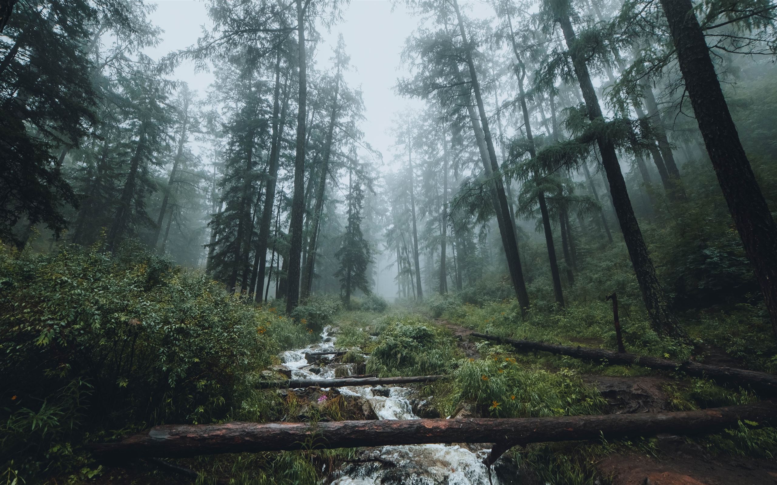 2560x1600 Fog Vibes Mac Wallpaper Download
