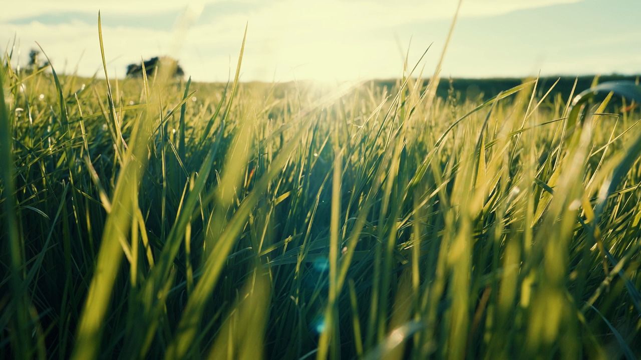1280x720 Grass, Field, Green Grass