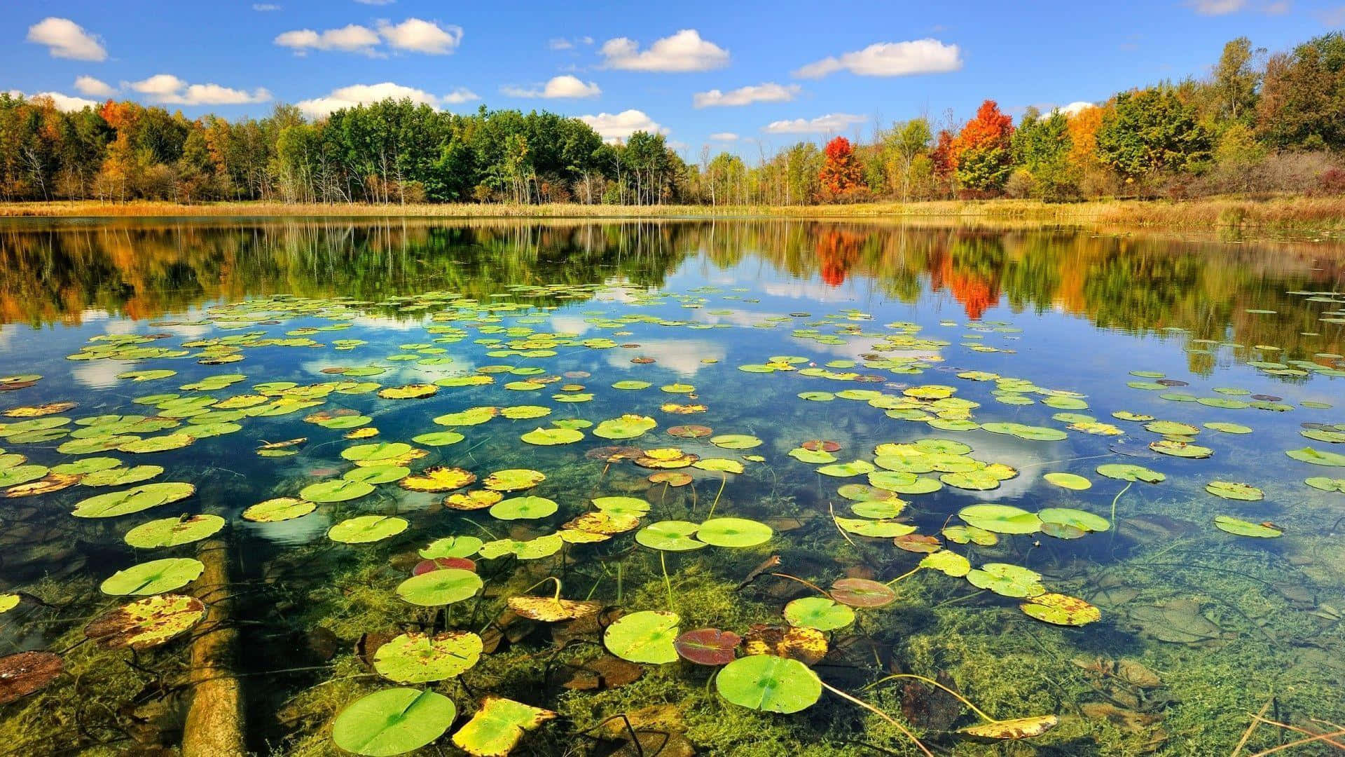 1920x1080 Nature Wallpaper