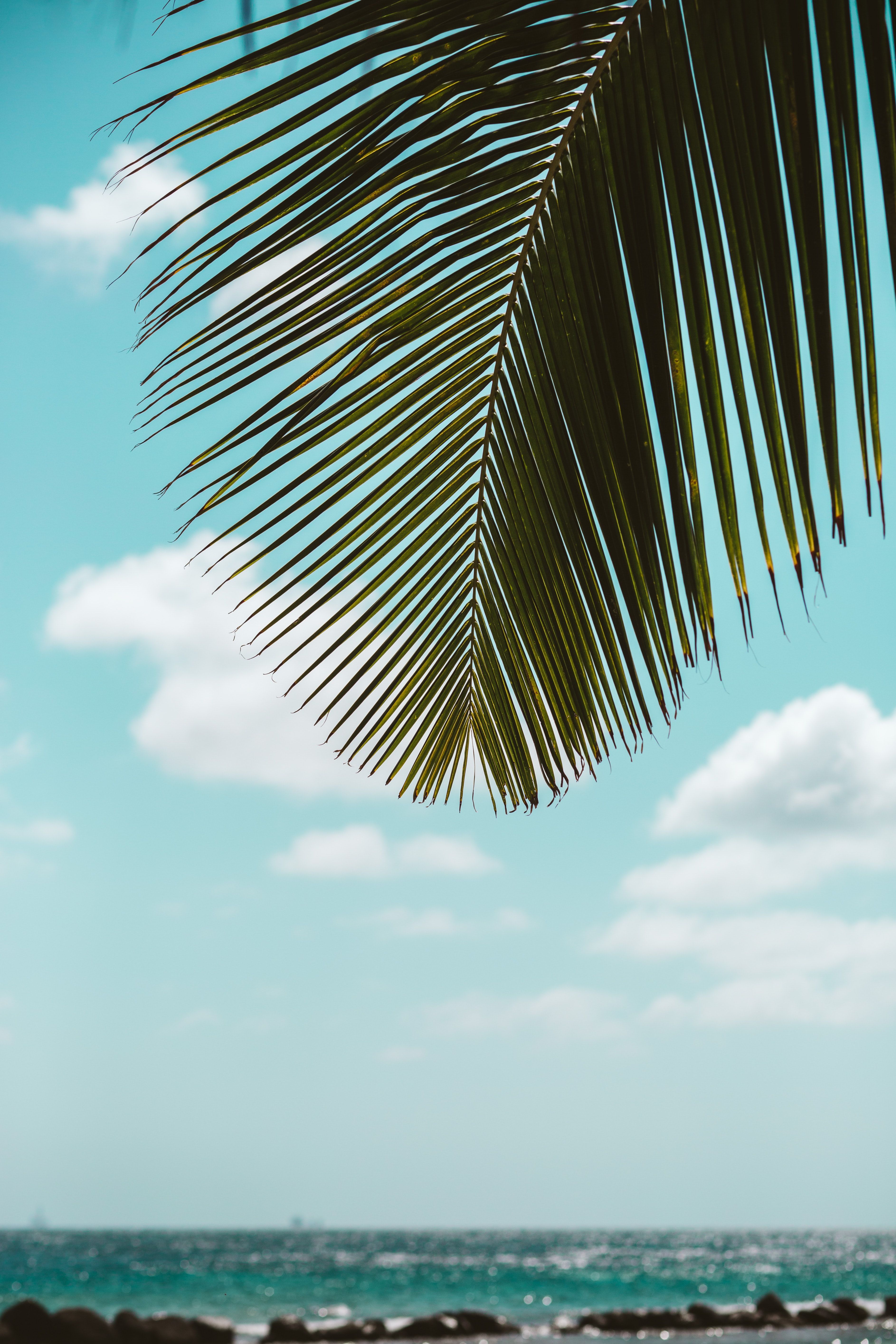 3773x5659 Phone wallpaper: Palm, Beach, Leaves, Nature, Sea, Tropics 84156