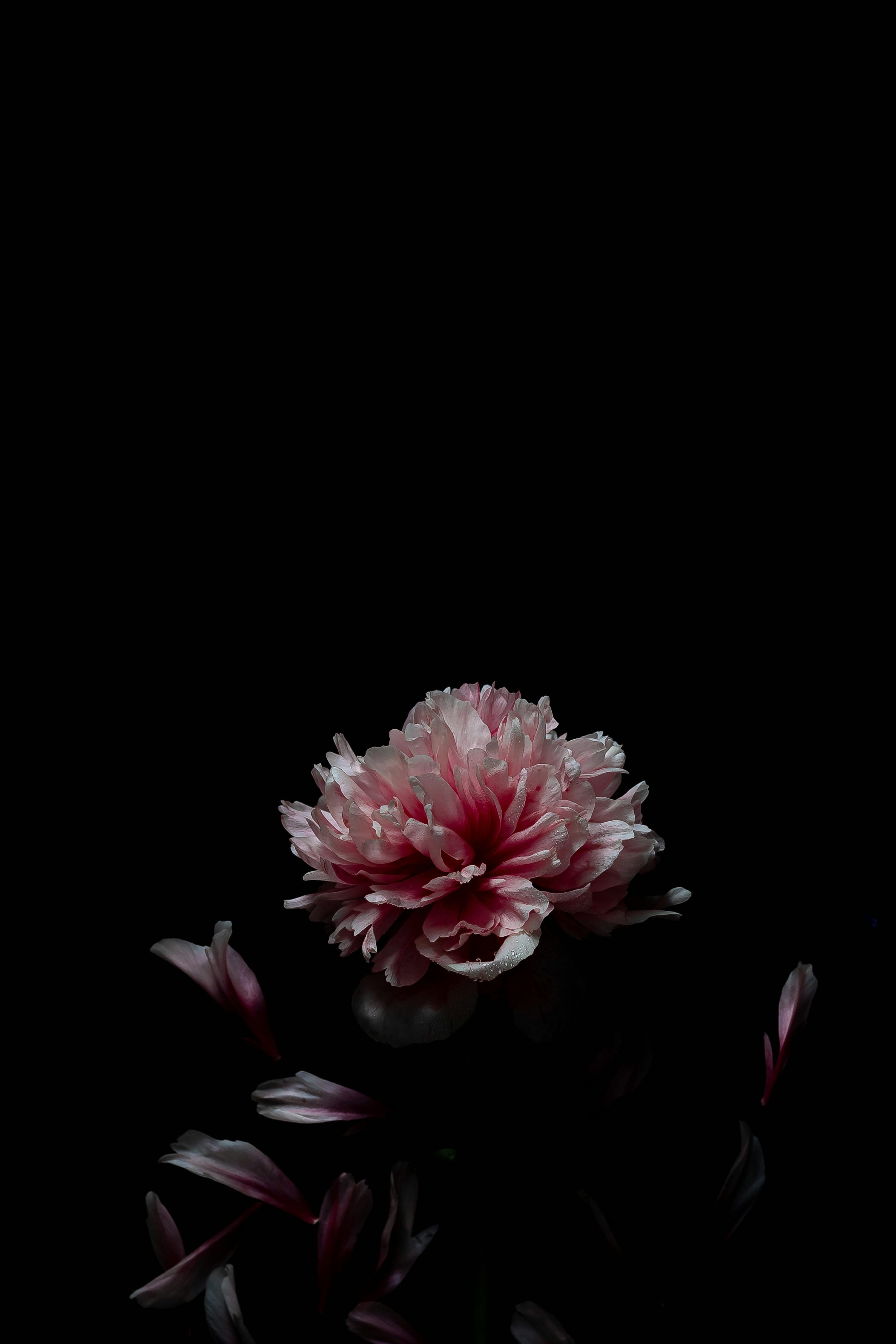 3000x4500 Pink flower in black background photo