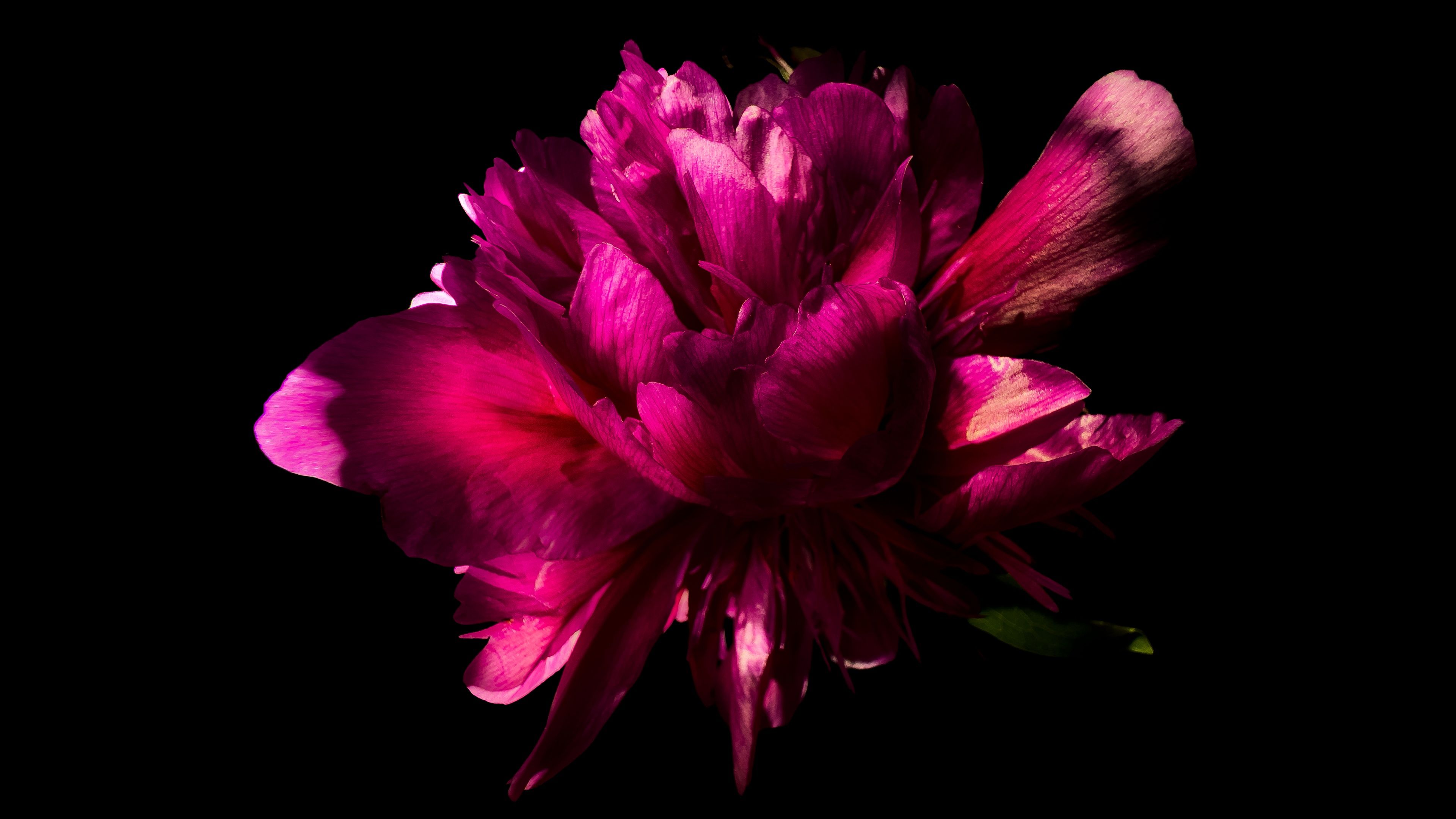 3840x2160 Pink Peony flower in Black background 5K Wallpaper