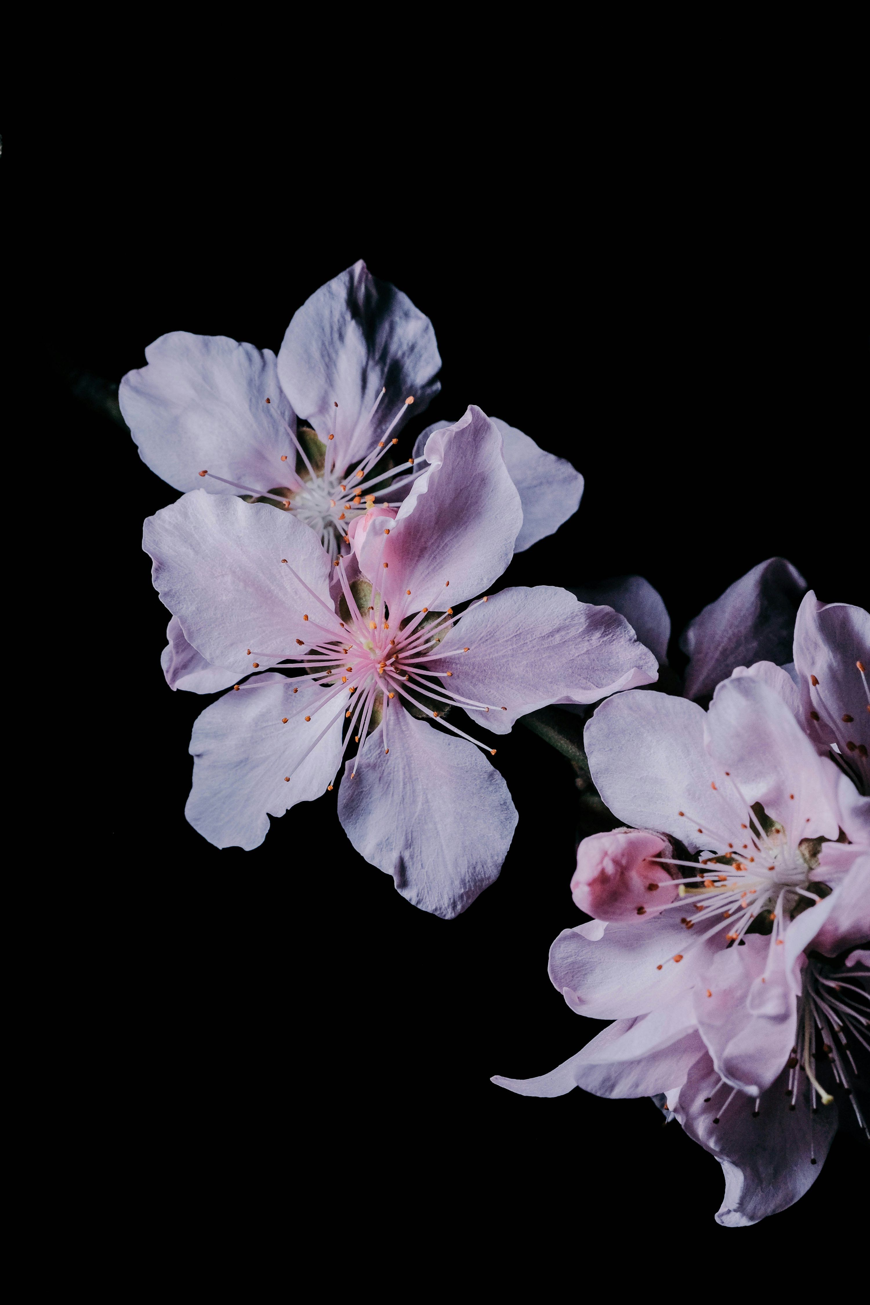 3000x4500 Beautiful light pink flowers against a black background. photo