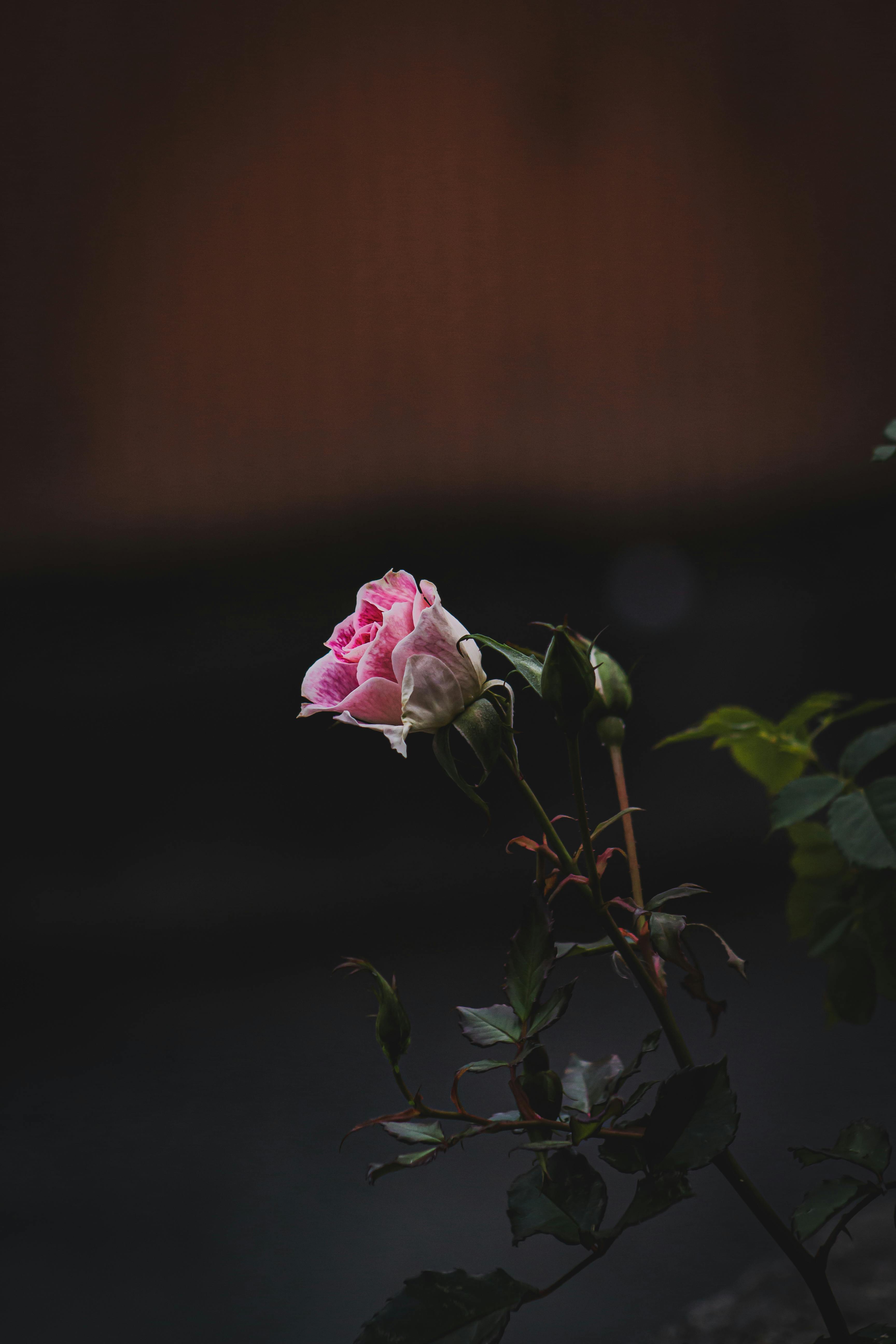 3456x5184 Blooming Pink Rose · Free