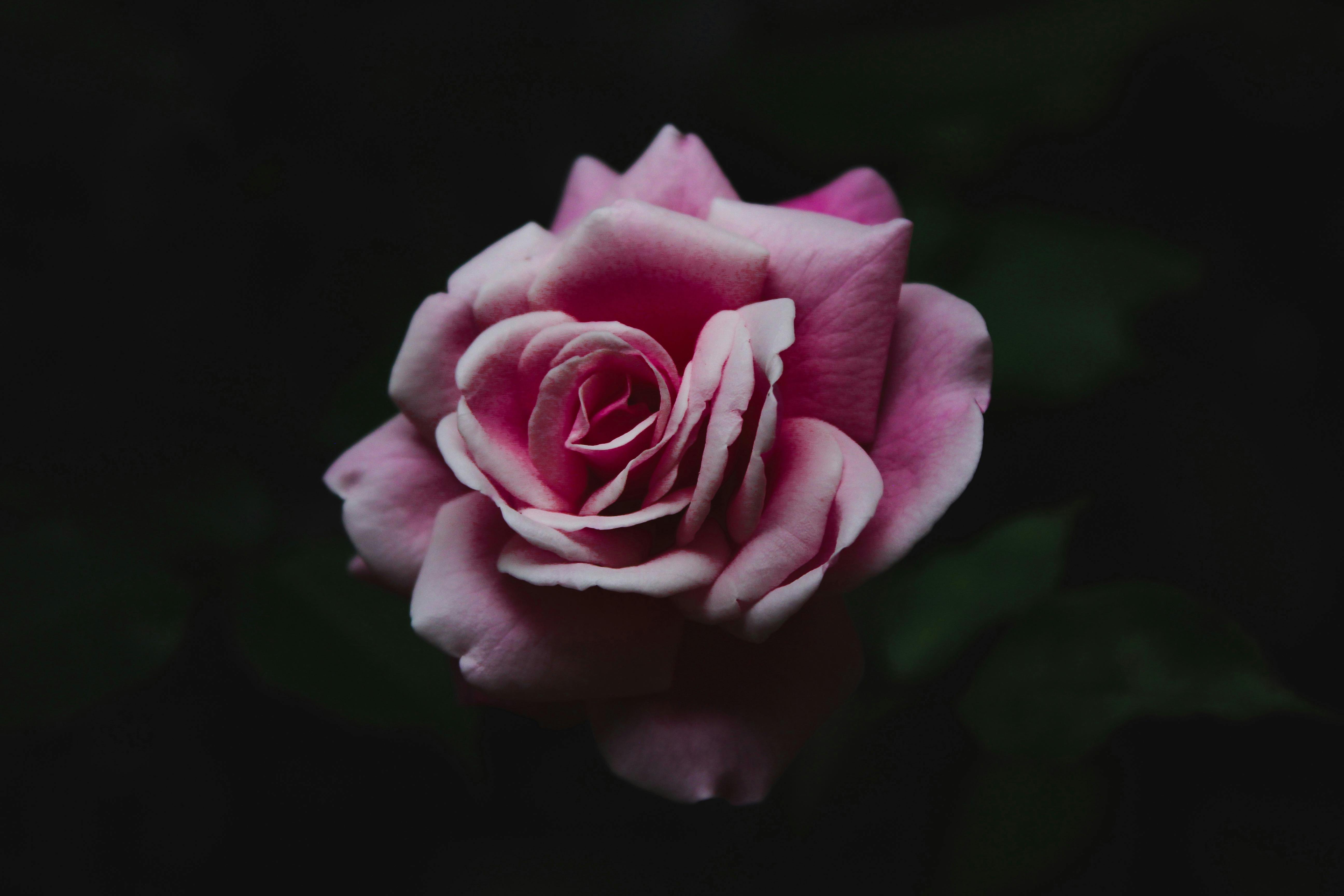 5184x3456 Pink Rose on Black Background · Free