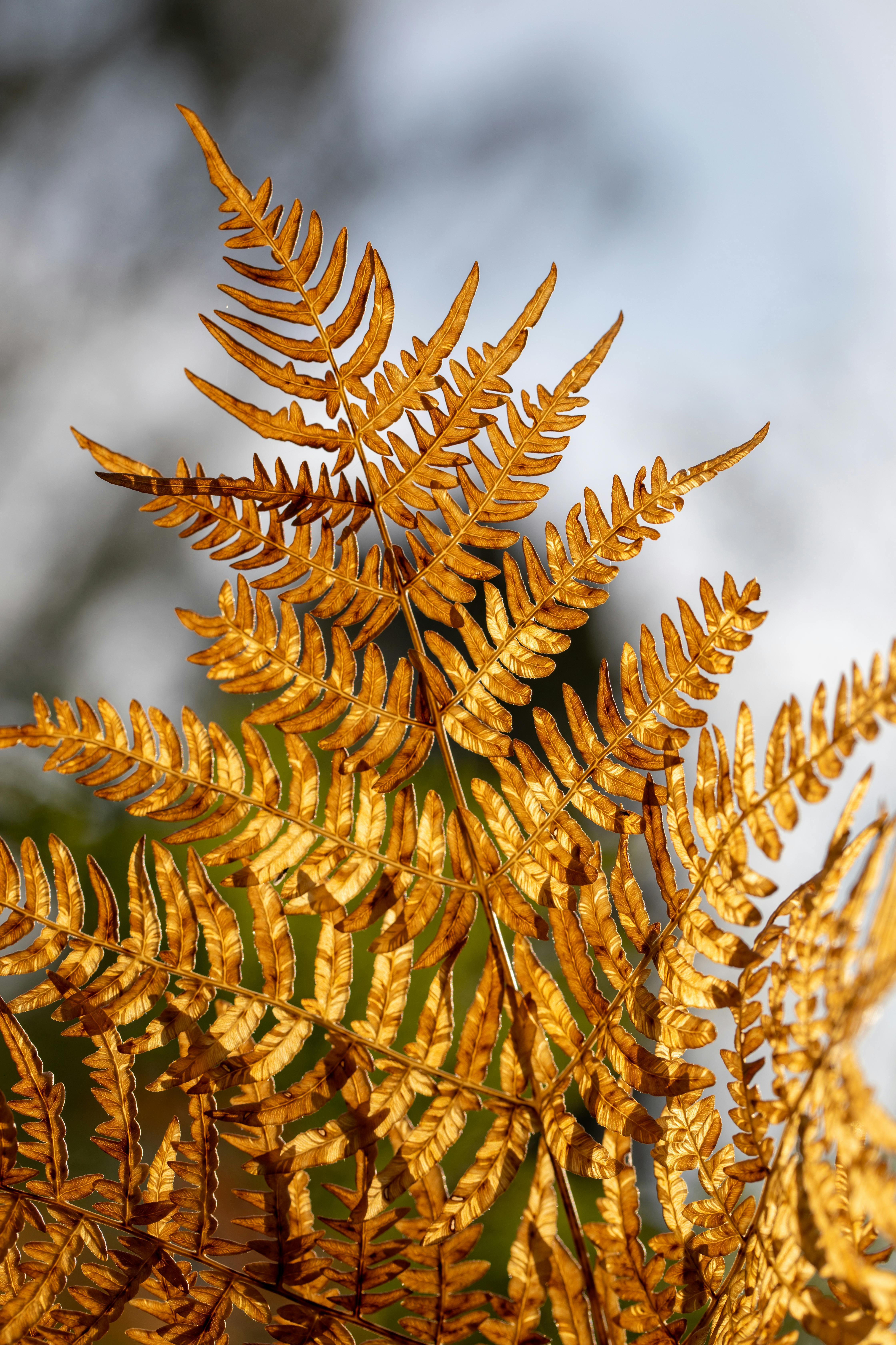 4480x6720 Bracken Photo, Download The BEST Free Bracken & HD Image