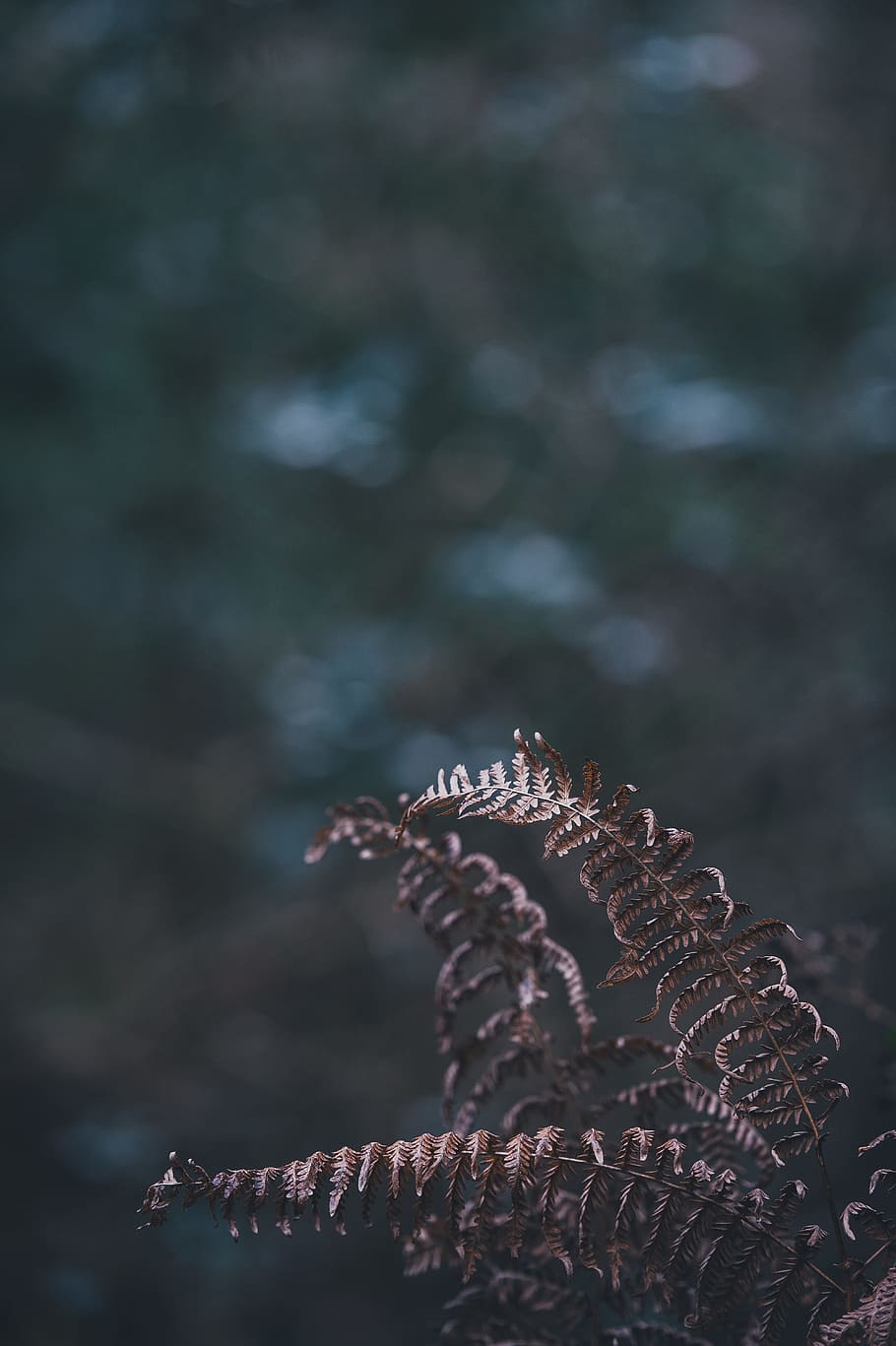 910x1367 Bracken 1080P, 2K, 4K, 5K HD wallpaper free download