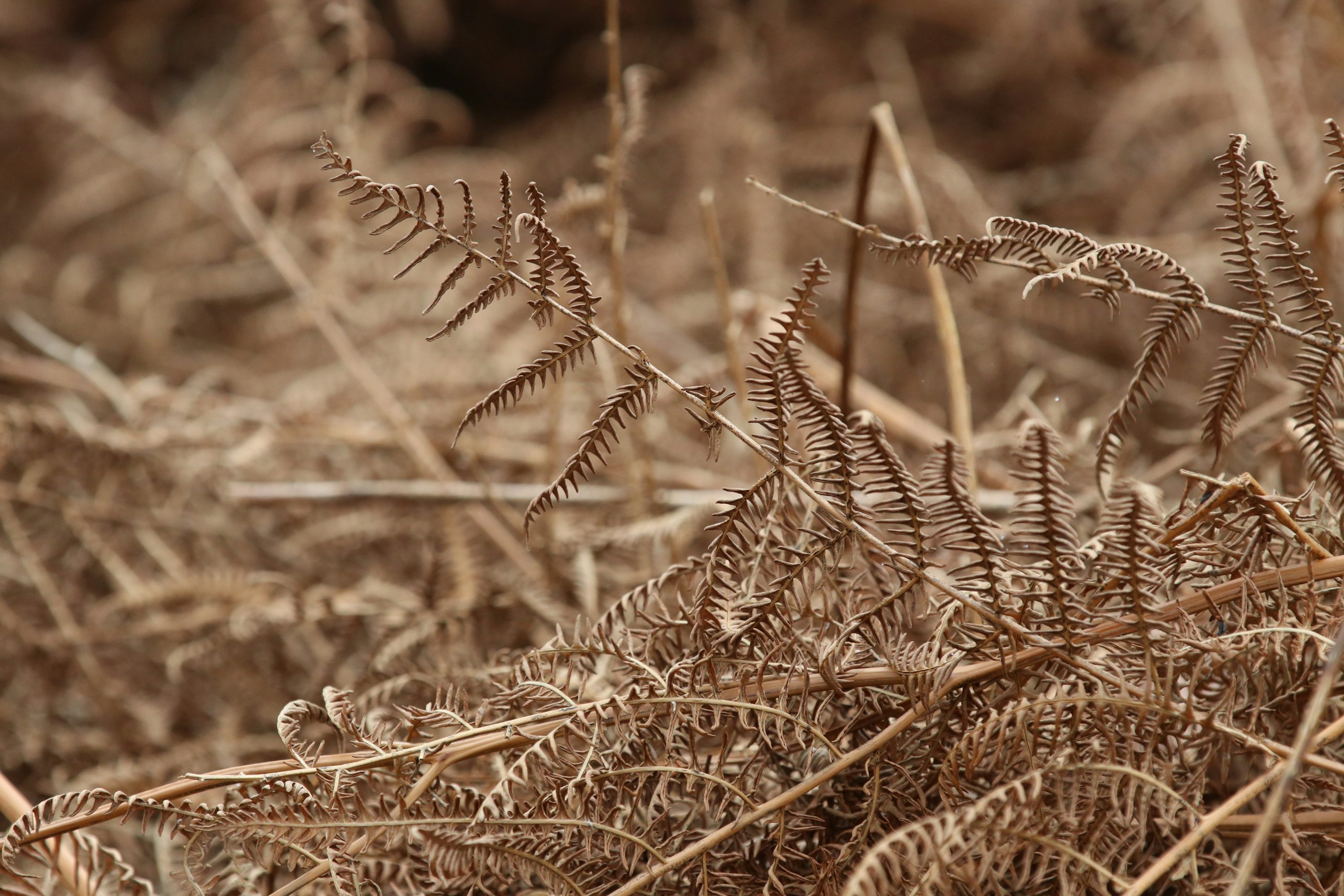 3000x2000 Bracken Picture. Download Free Image