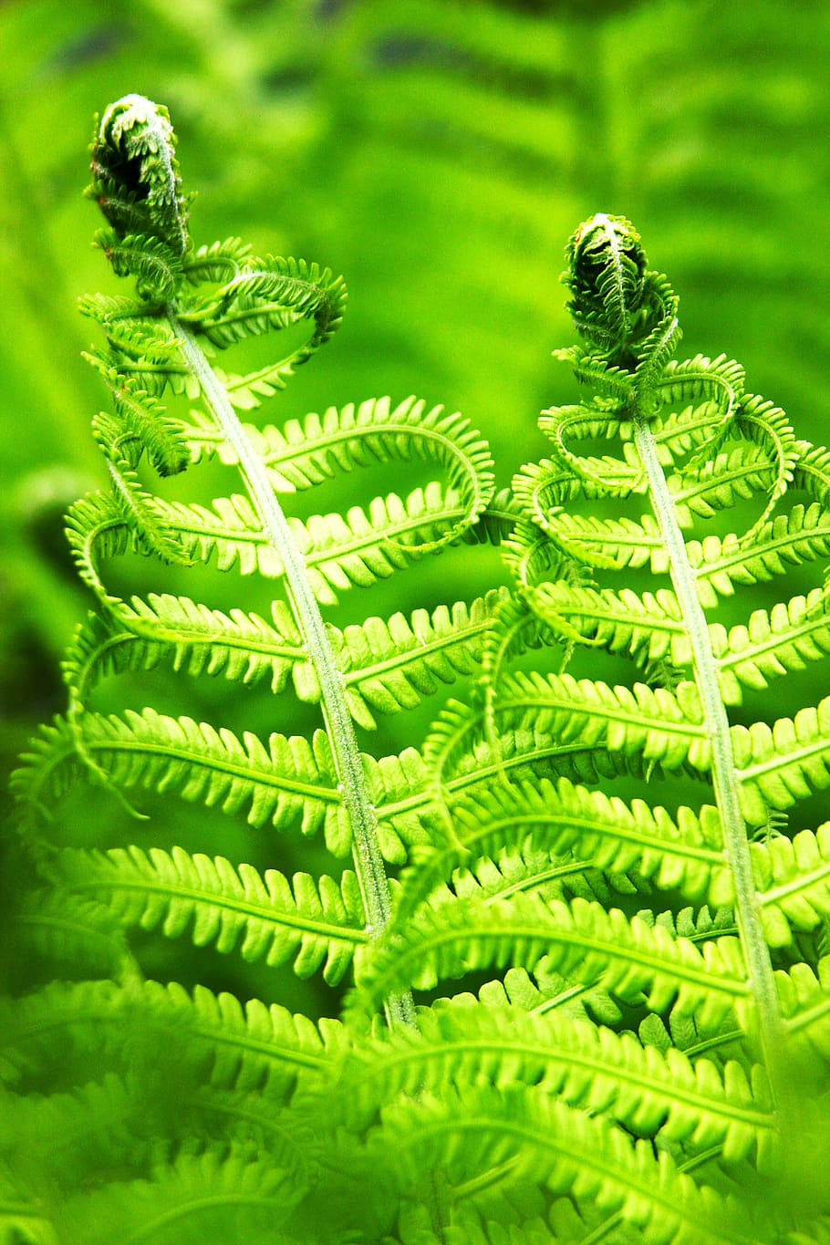 910x1365 HD wallpaper: fern, bracken, nature, male fern, green color, plant, leaf