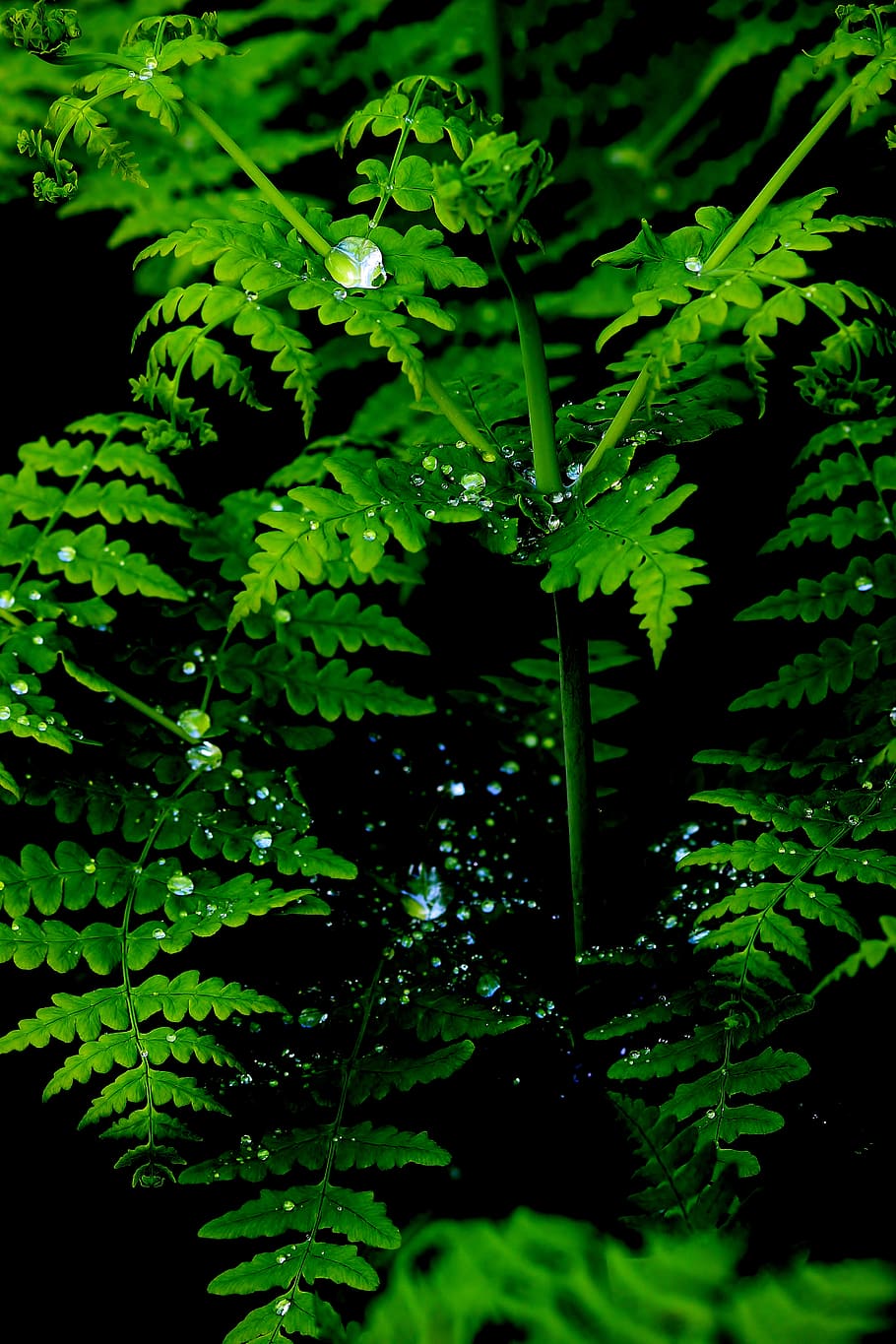 910x1365 Bracken 1080P, 2K, 4K, 5K HD wallpaper free download