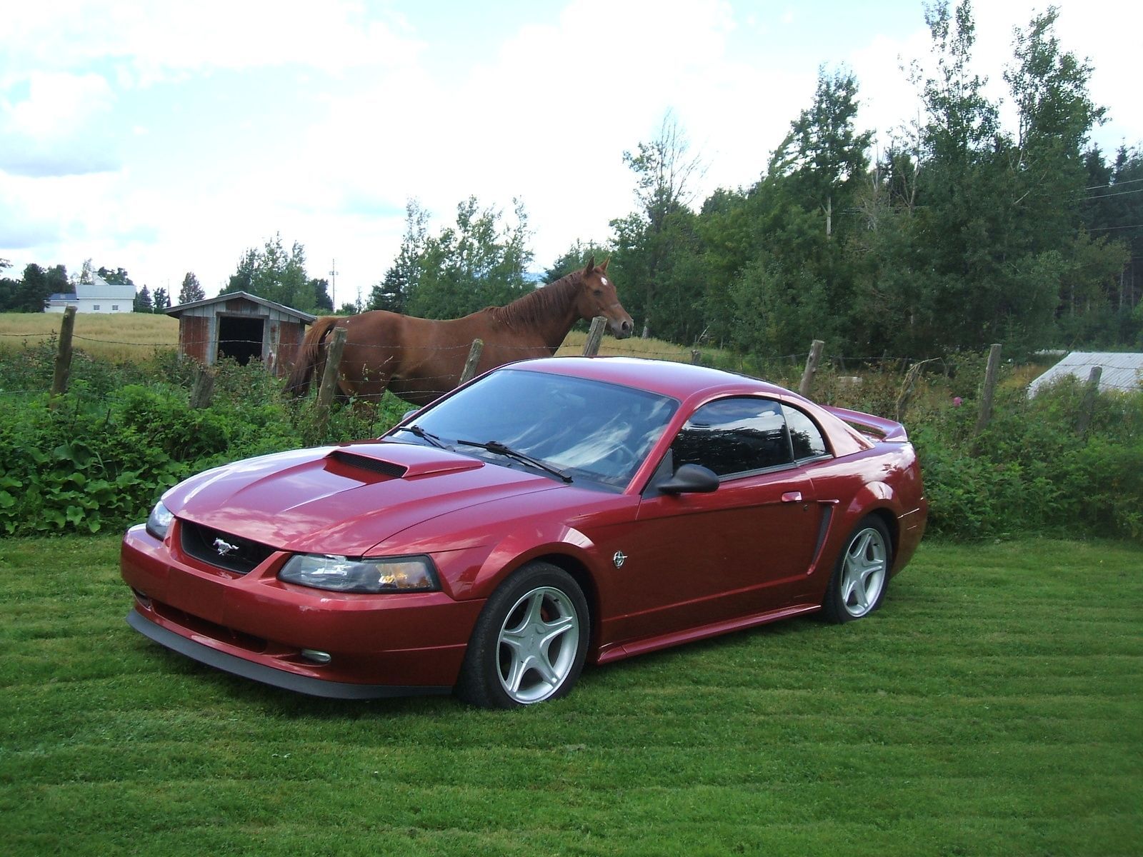 1600x1200 Ford Mustang Wallpaper