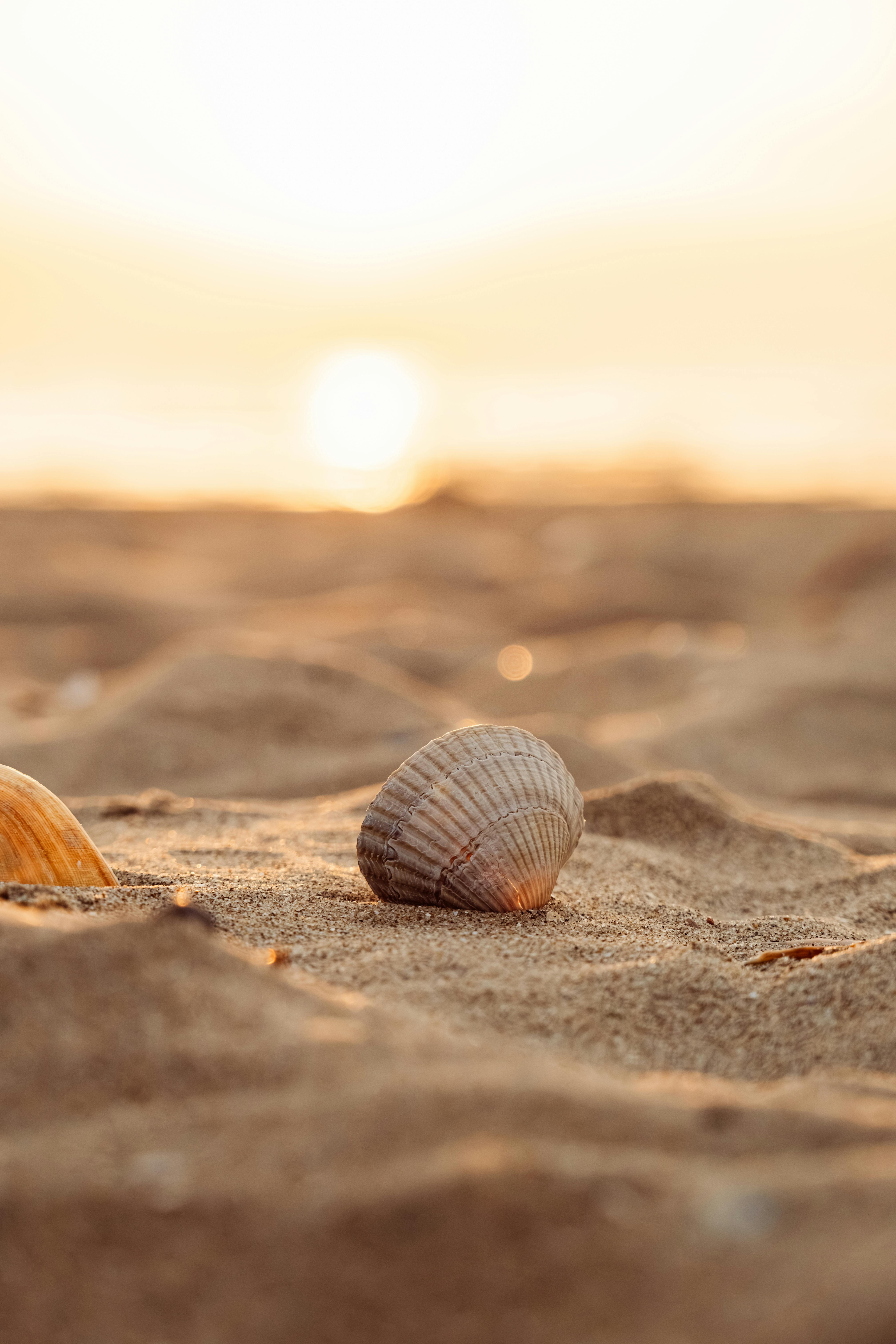 5152x7728 Close Up Of Seashell On Sandy Beach At Sunset · Free