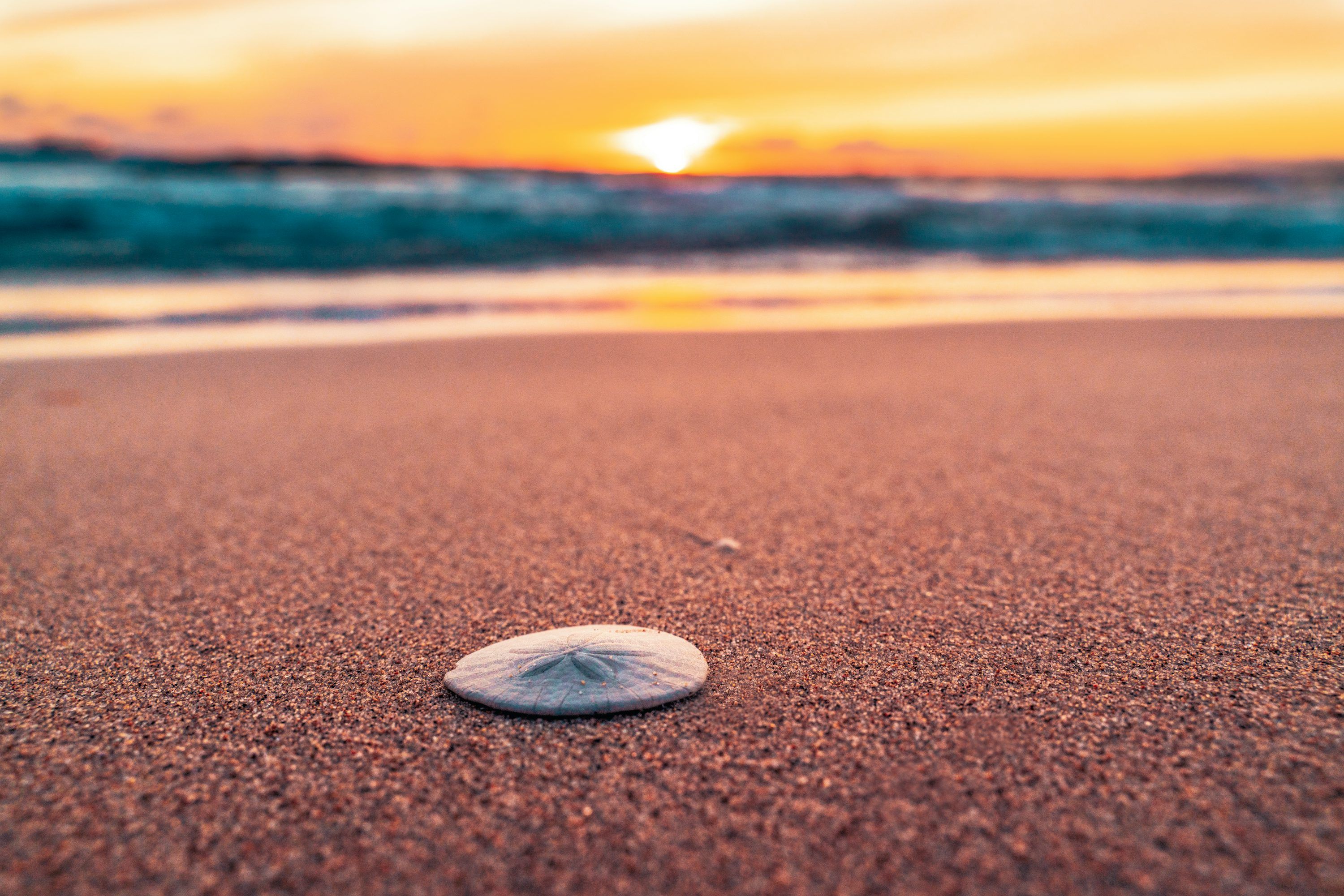 3000x2001 A shell on a beach with the sun setting in the background photo