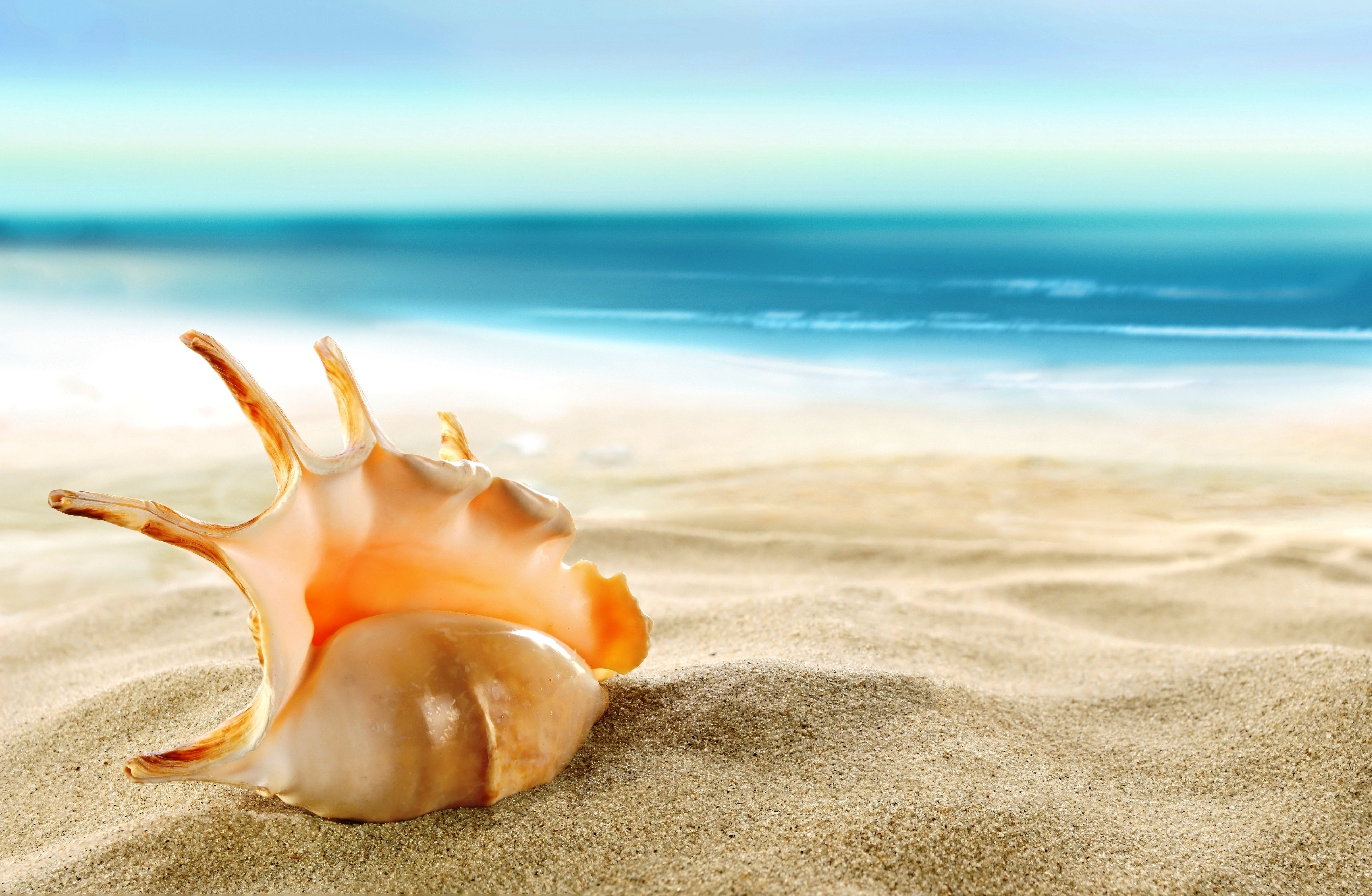 5285x3451 5K Ultra HD: Sunlit Seashell on Golden Sandx3451