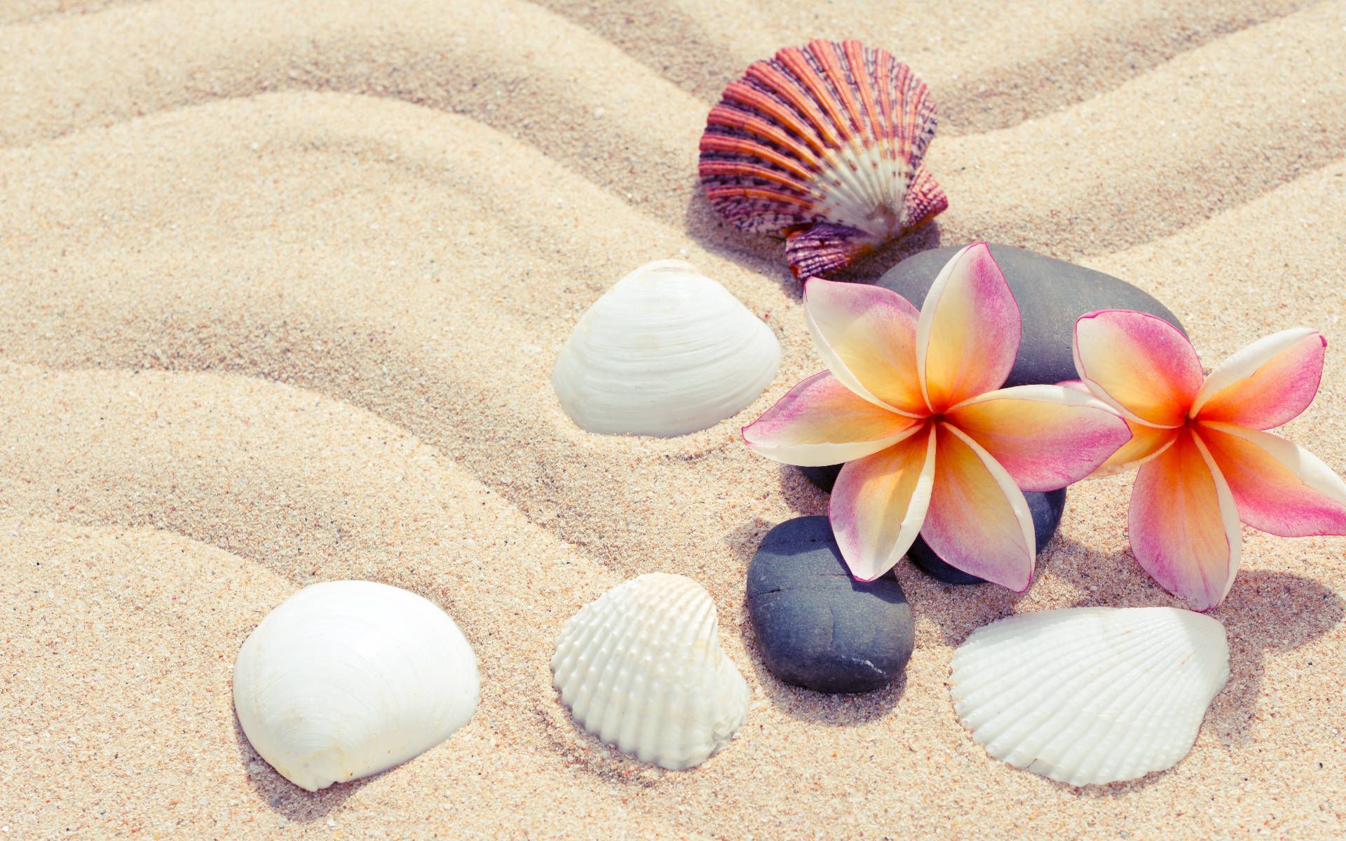 1920x1200 Shell Background