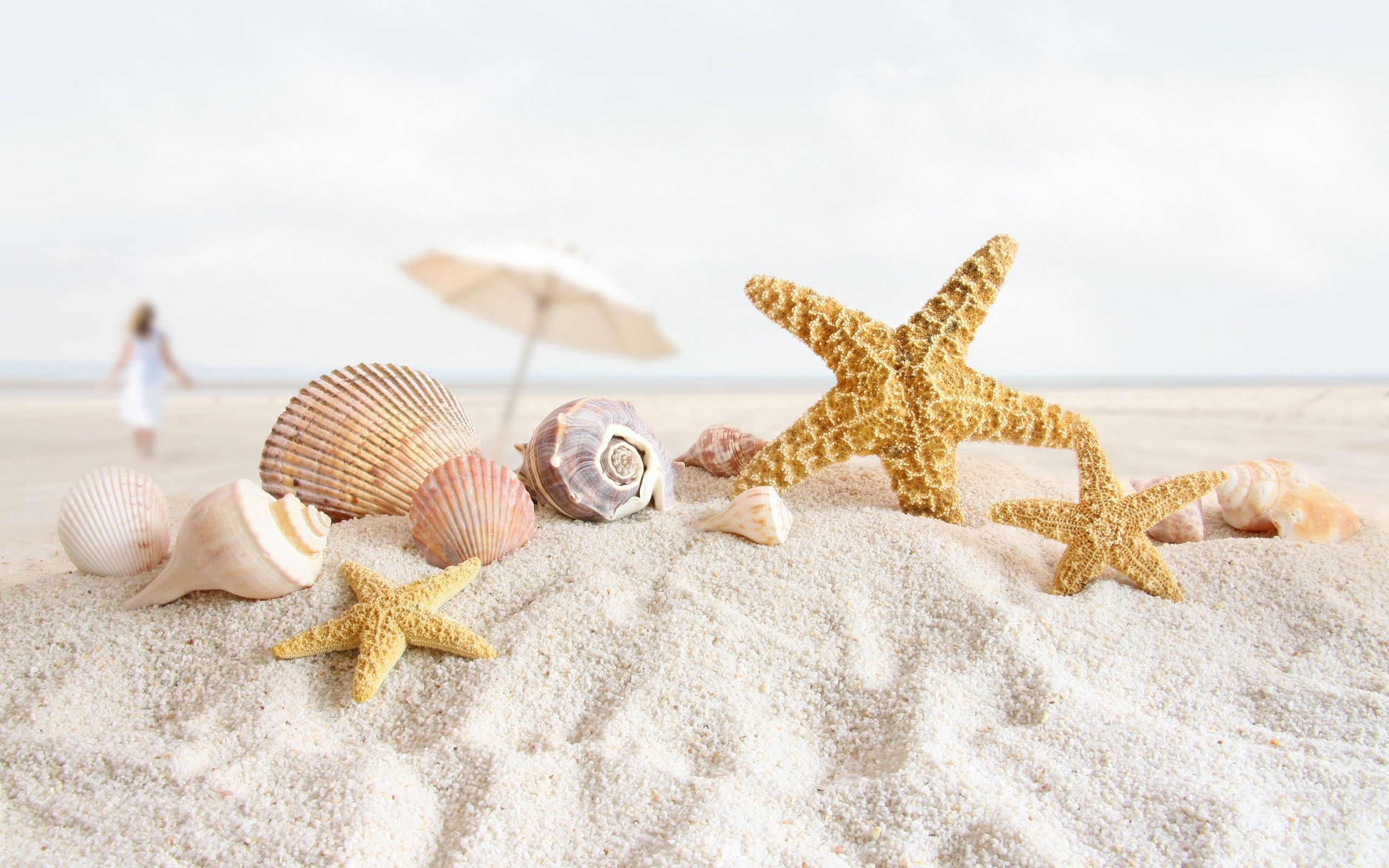 2560x1600 summer, Sea, Shells Wallpaper HD / Desktop and Mobile Background