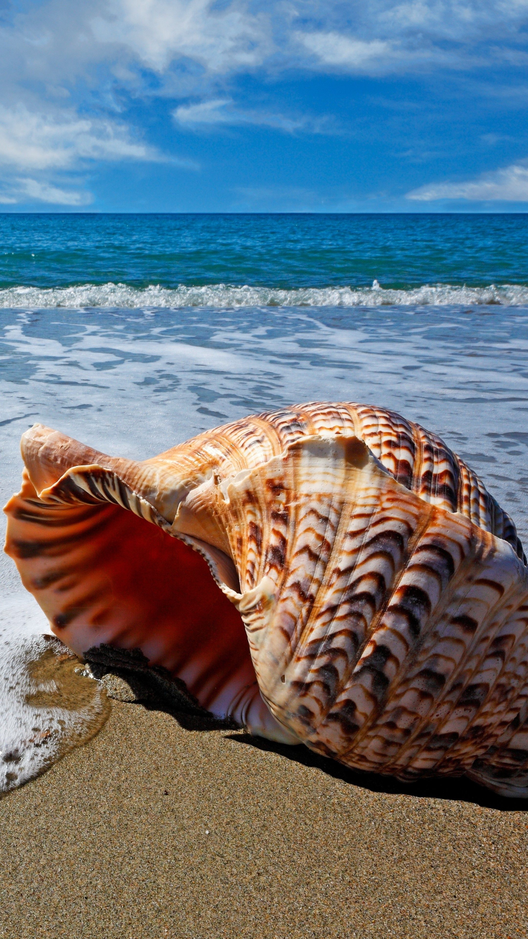 2160x3840 Sea Shell Wallpaper