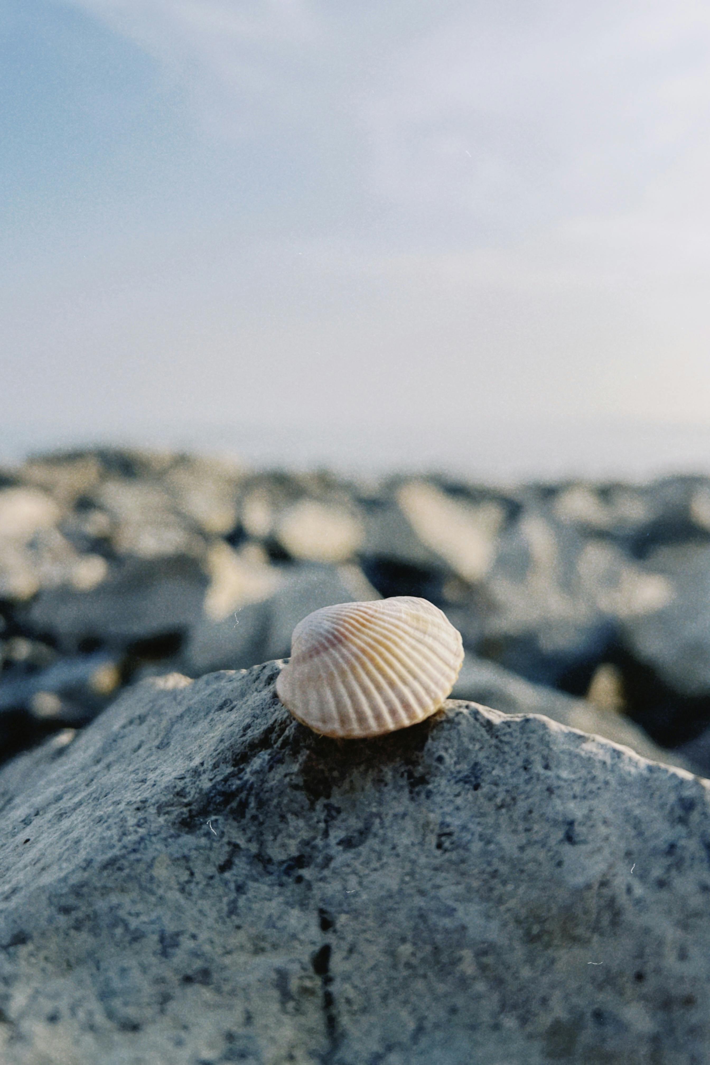 2688x4032 Seashell on a Rocky Shore in Konaev, Kazakhstan · Free