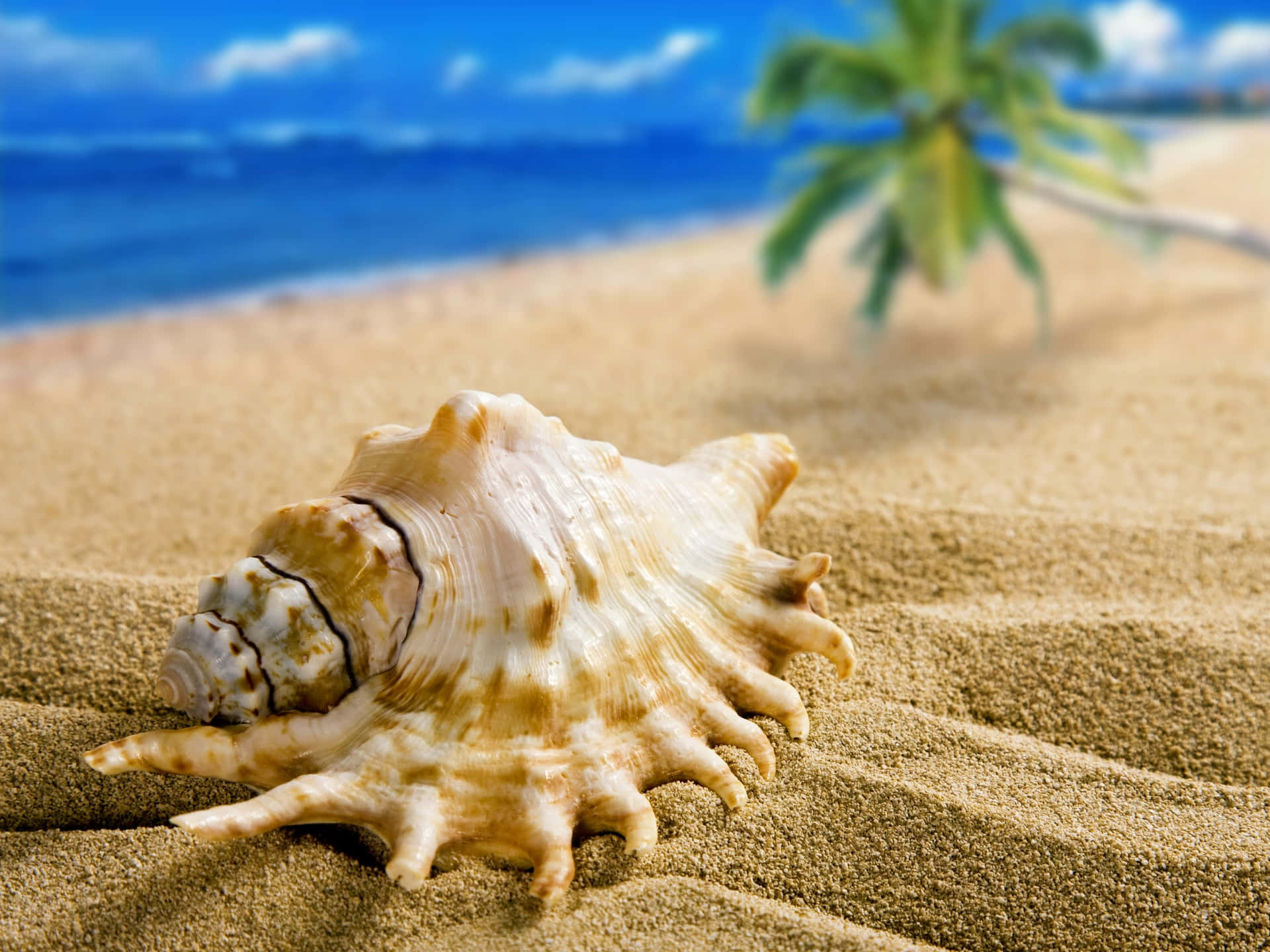 1920x1440 Shell Picture
