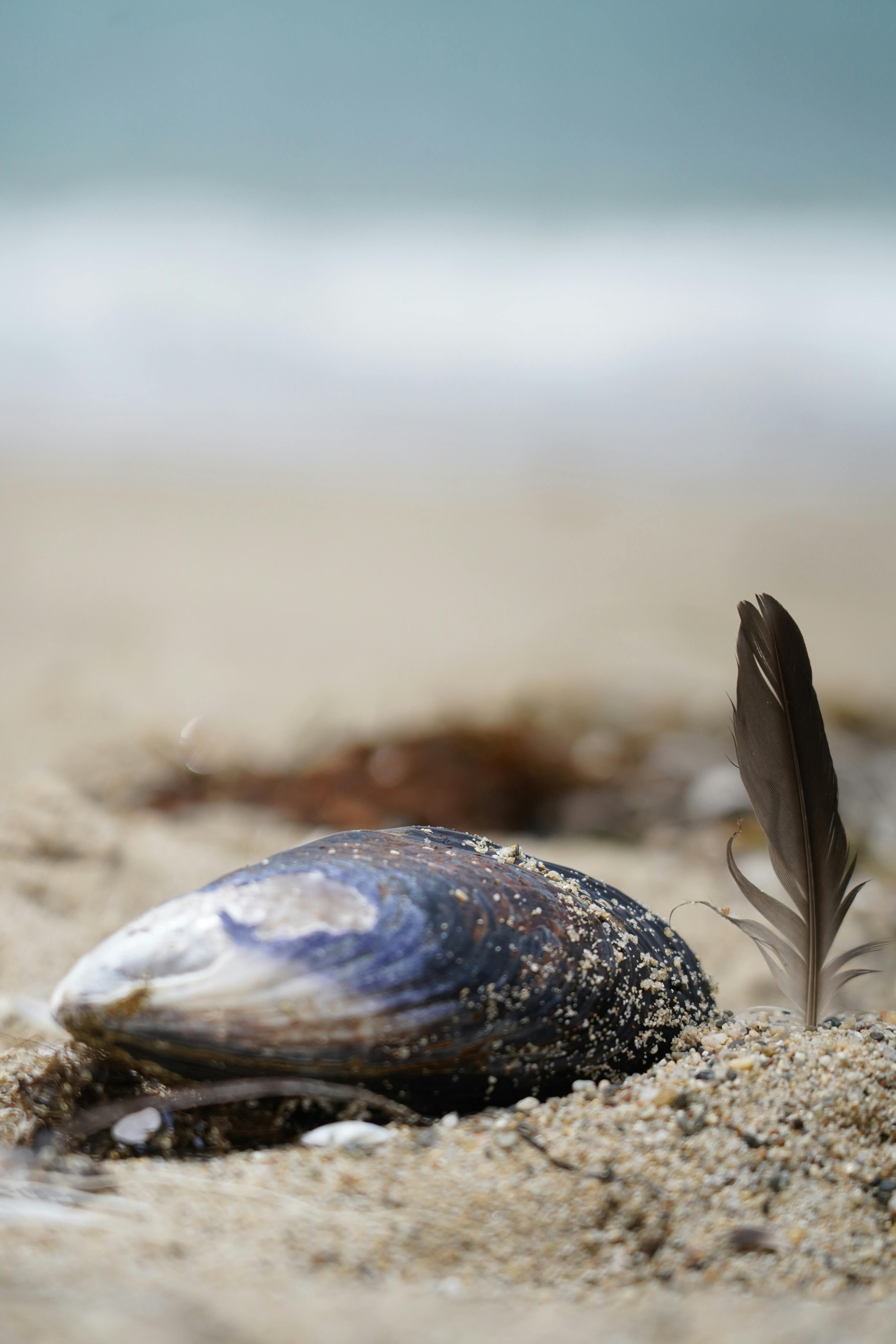 4000x6000 Beach Still Life with Shell and Feather on Sand · Free