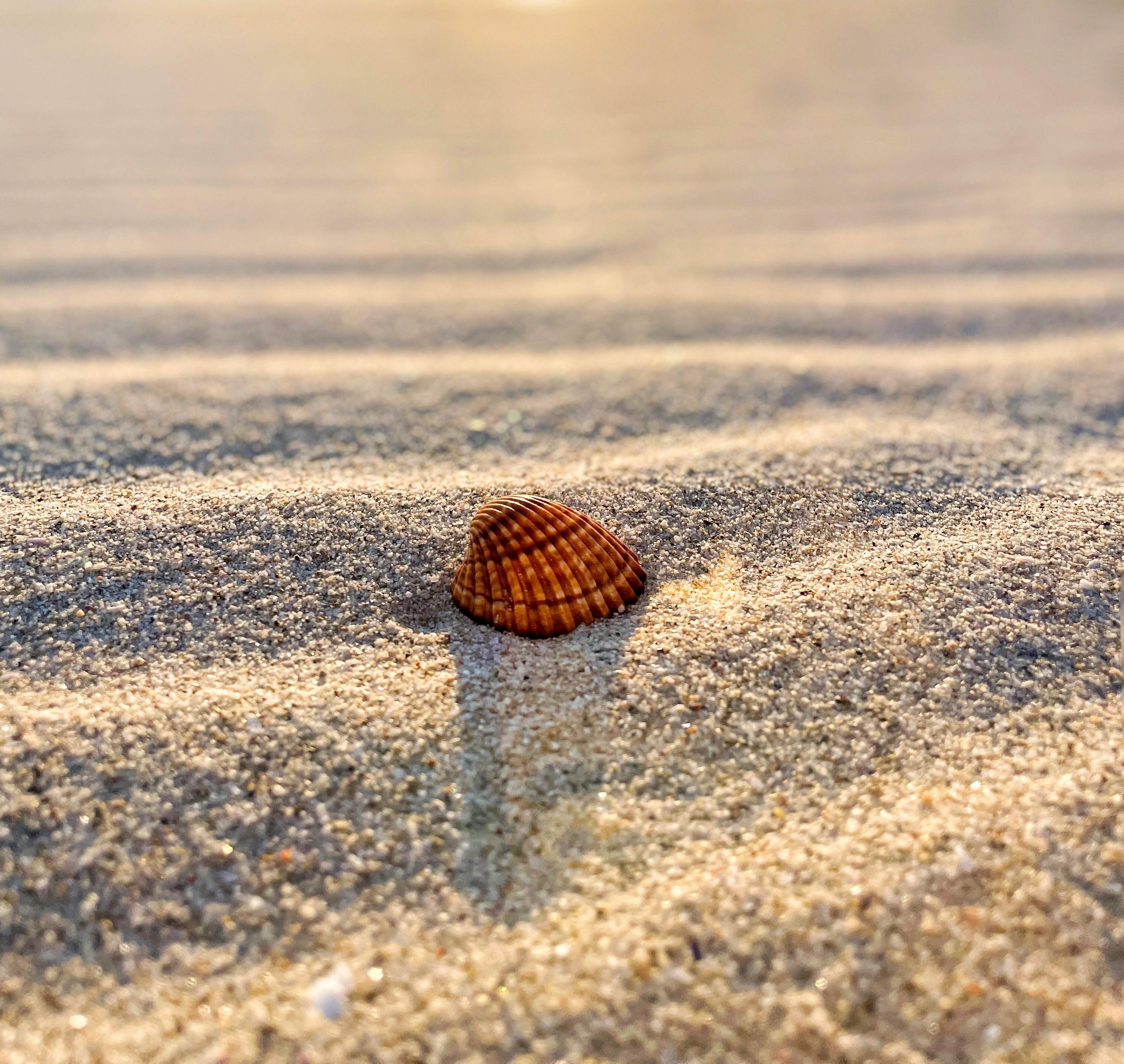3024x2863 Close Up Of Seashell On Sand Seashore · Free