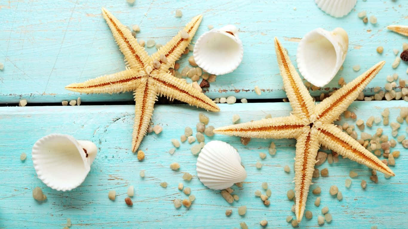 1366x768 Seashell Wallpaper