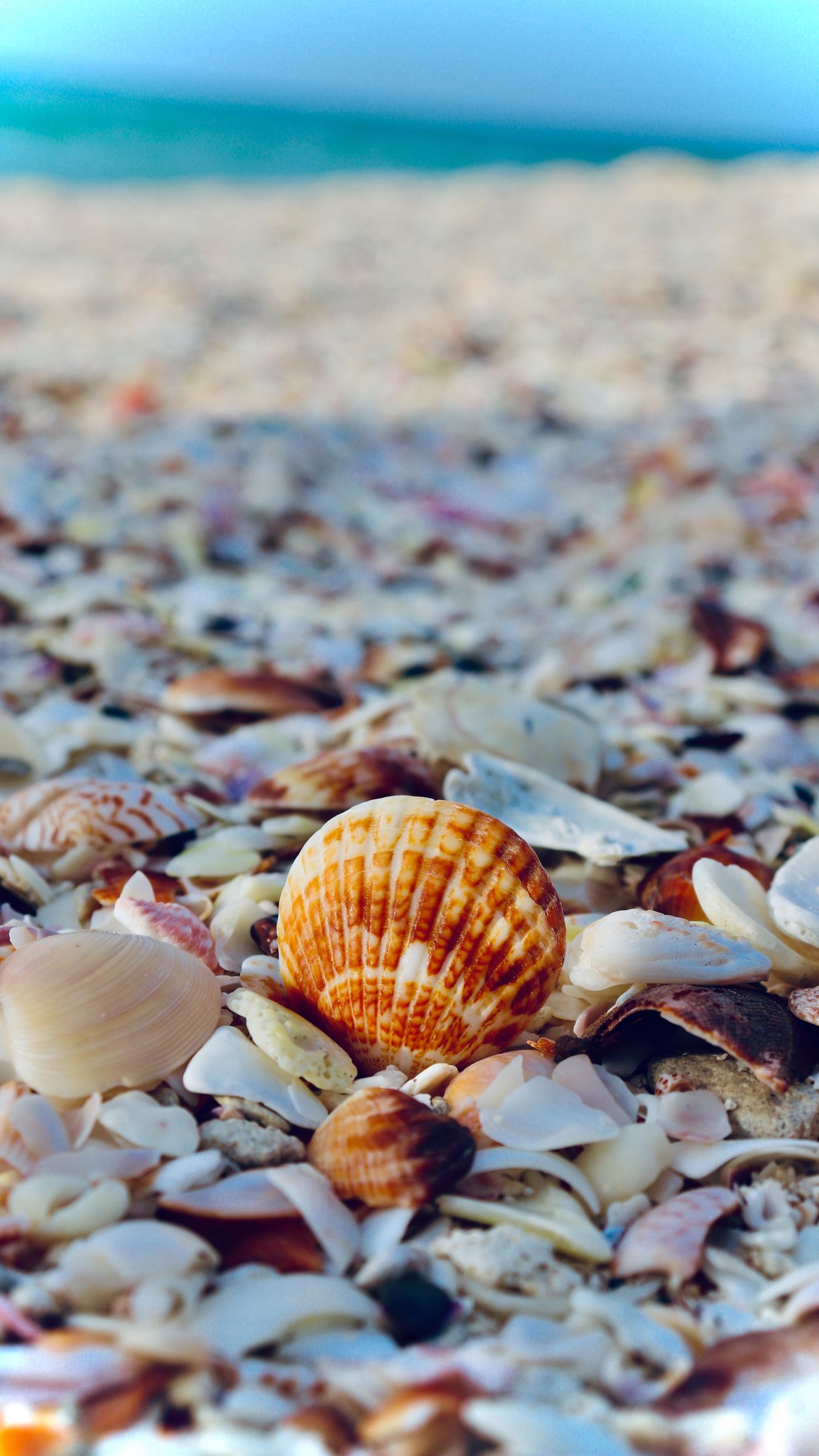 1350x2400 Download wallpaper 1350x2400 shells, the beach, sea, the rest iphone 8+/7+/6s+/for parallax HD background