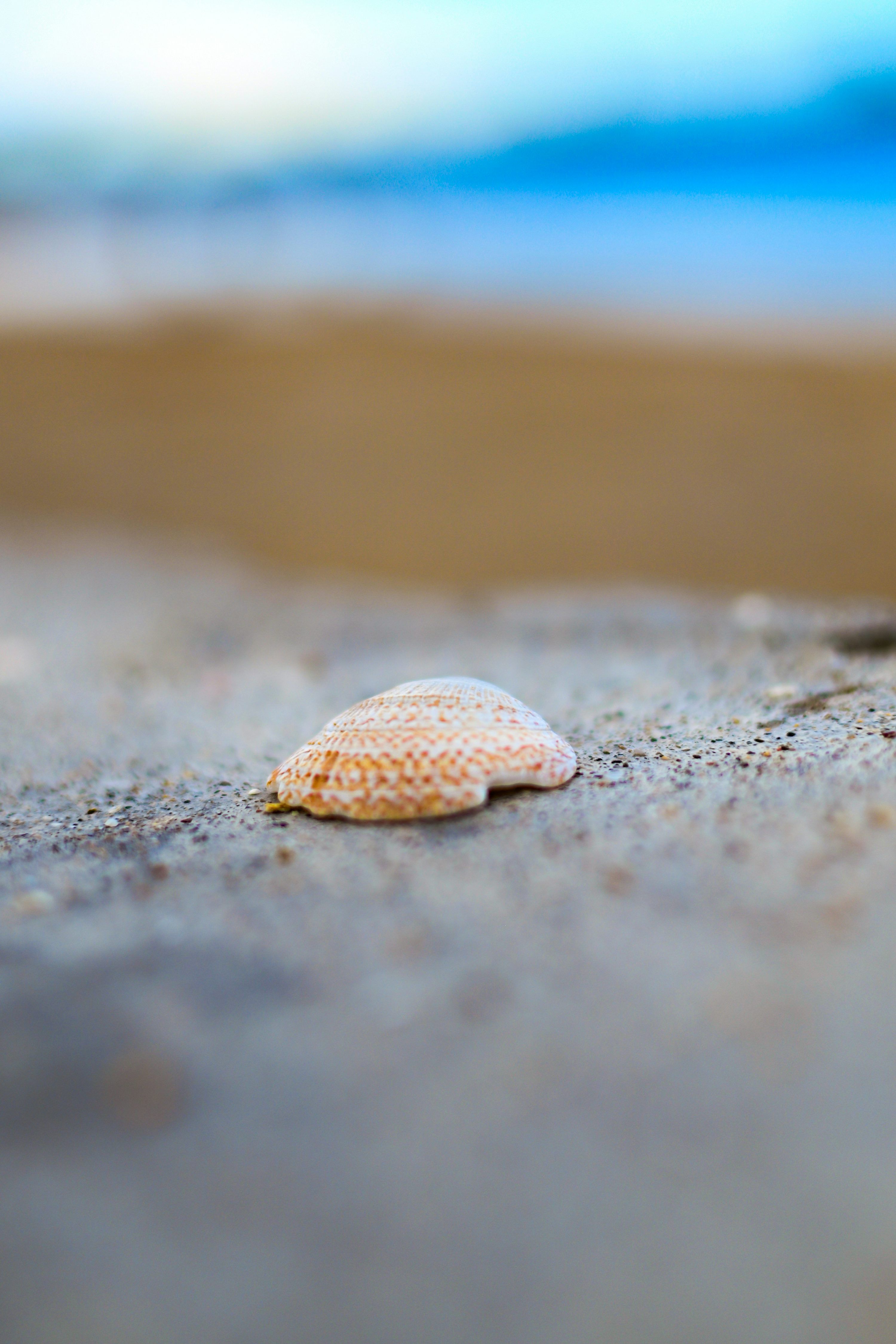 3000x4500 A small shell on a sandy beach near the ocean photo