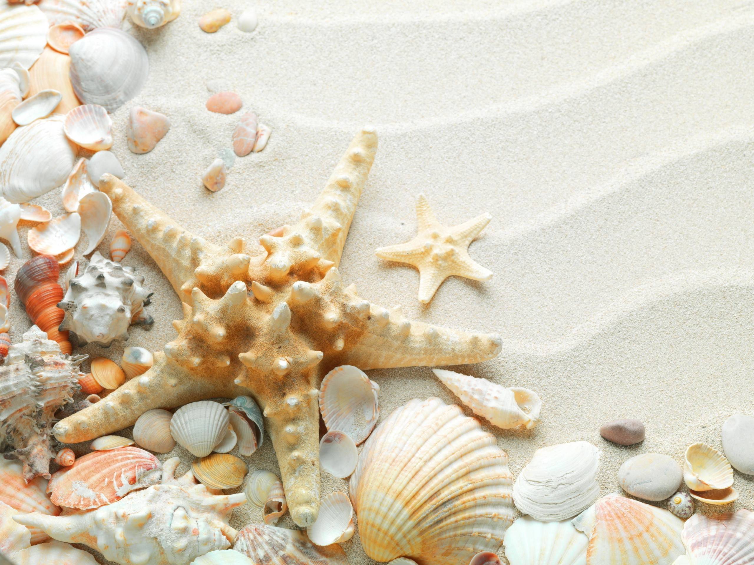 2560x1920 Sea Shells Wallpaper