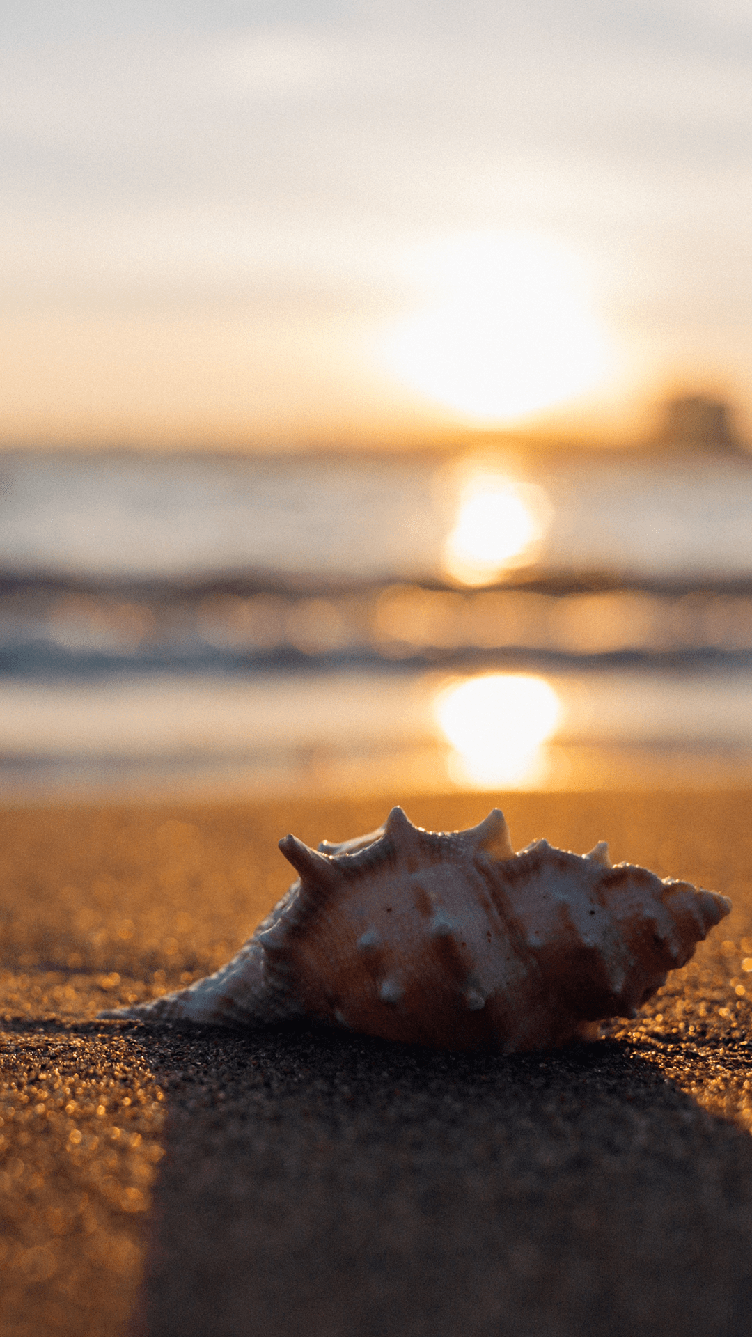 1080x1920 Sea Shell Beautiful Wallpaper For Phone