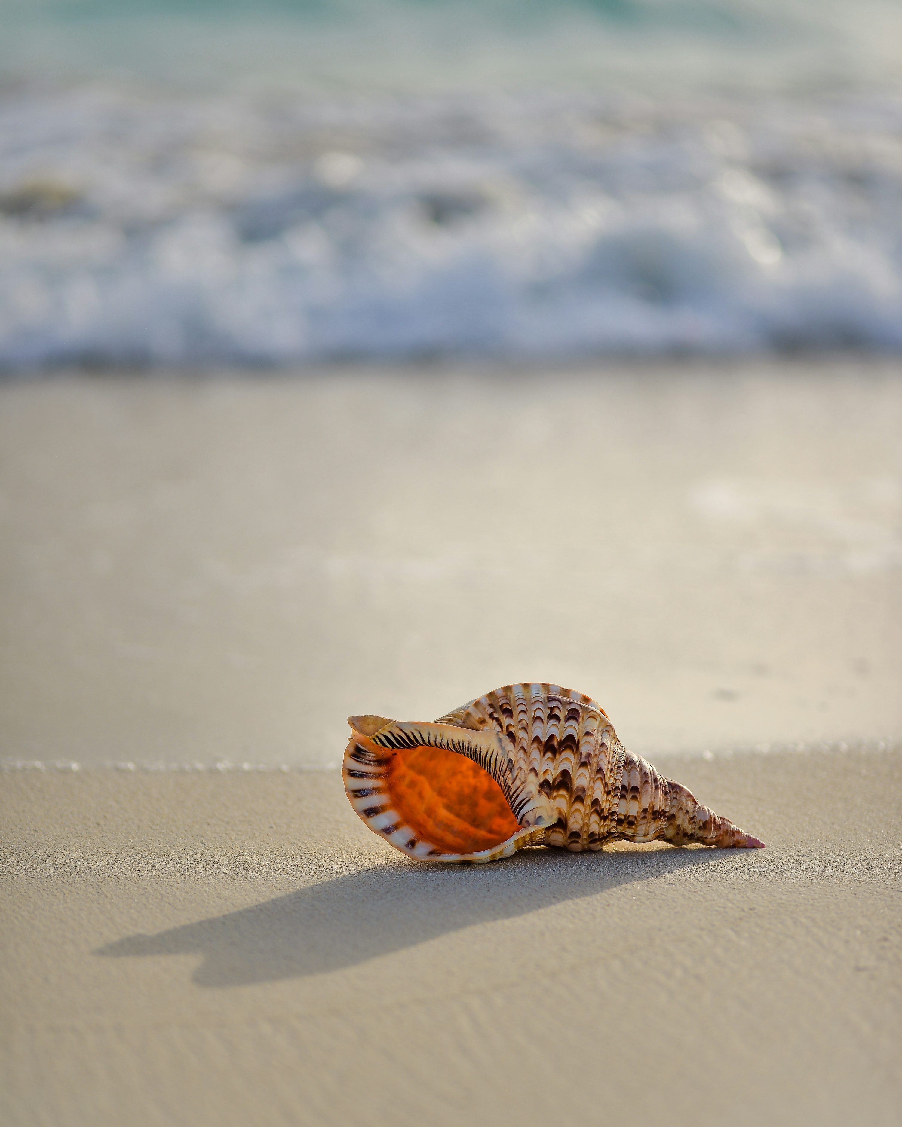 3000x3750 Brown and white conch on seashore photo