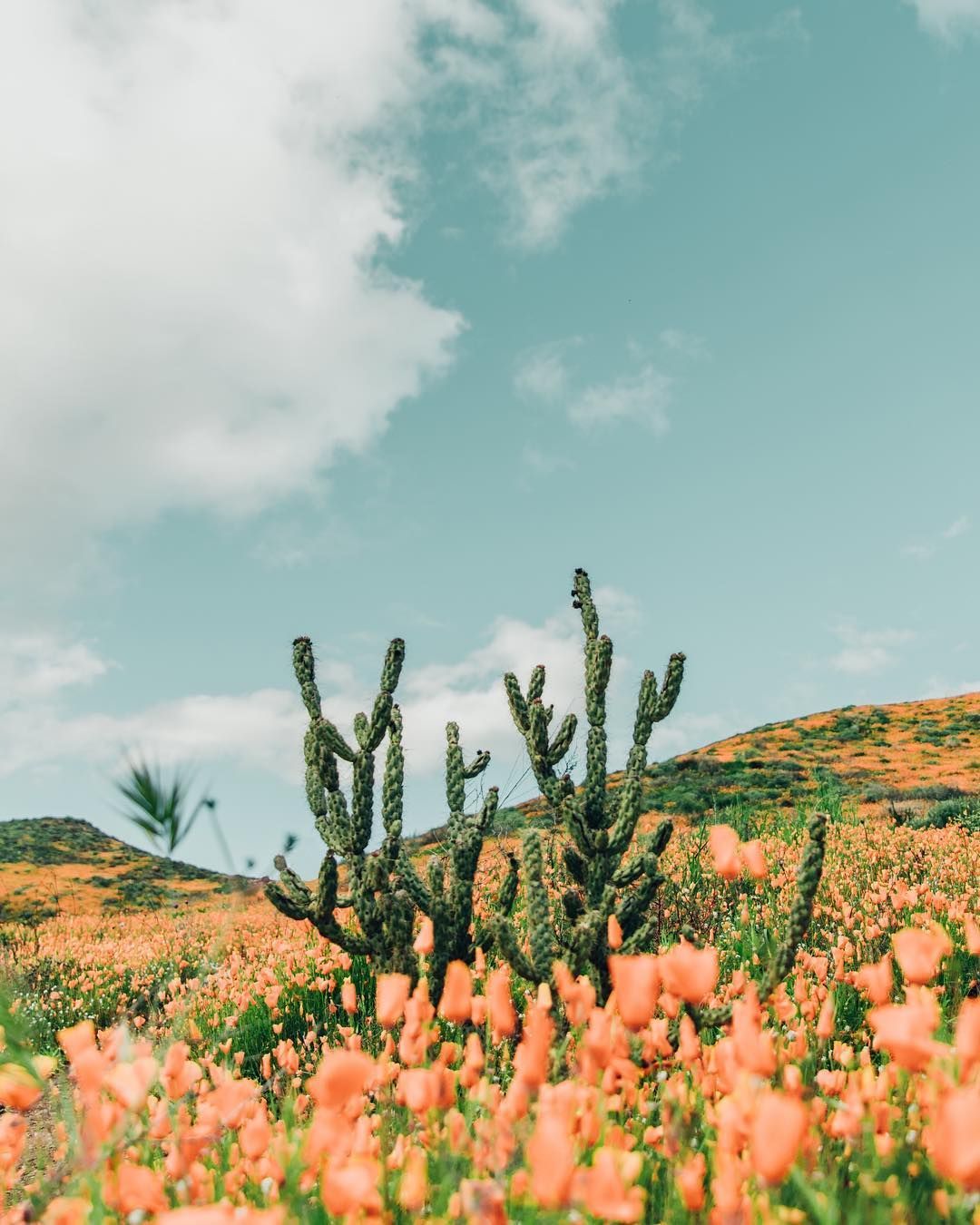 1080x1350 California Spring iPhone Wallpaper