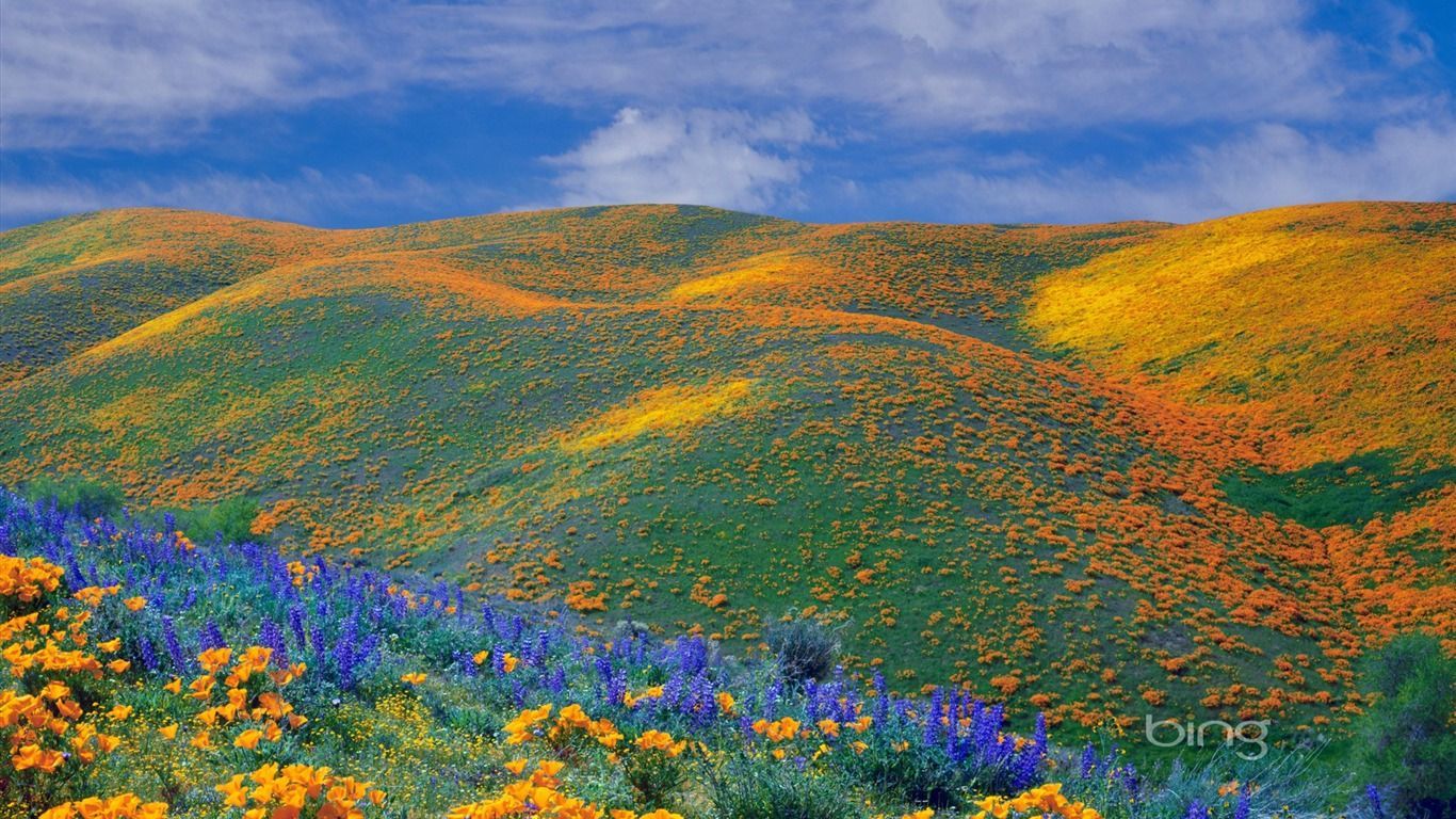 1366x768 Spring California Wallpaper