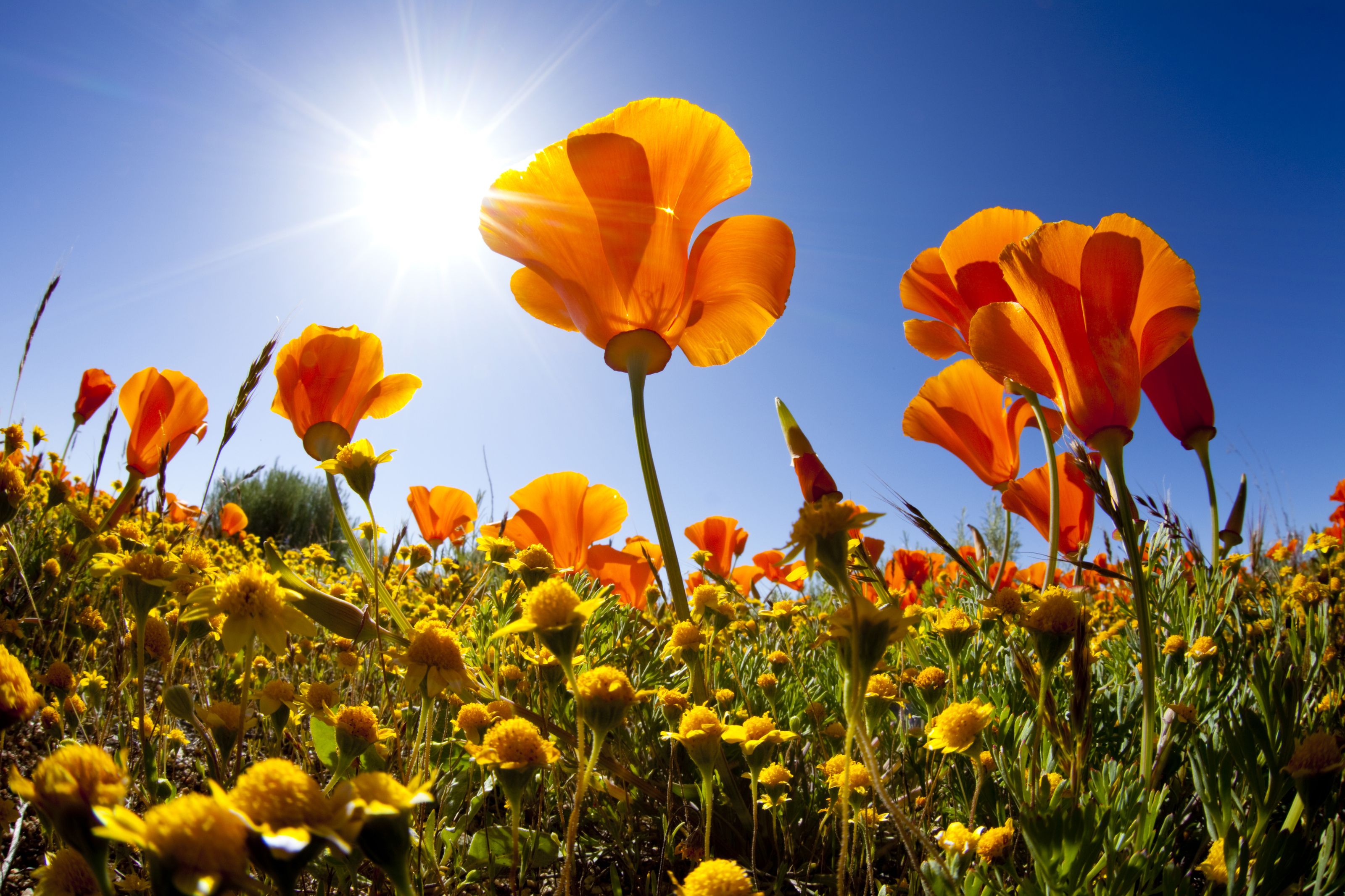 3200x2133 California Poppies (Matera) Mural Your Way