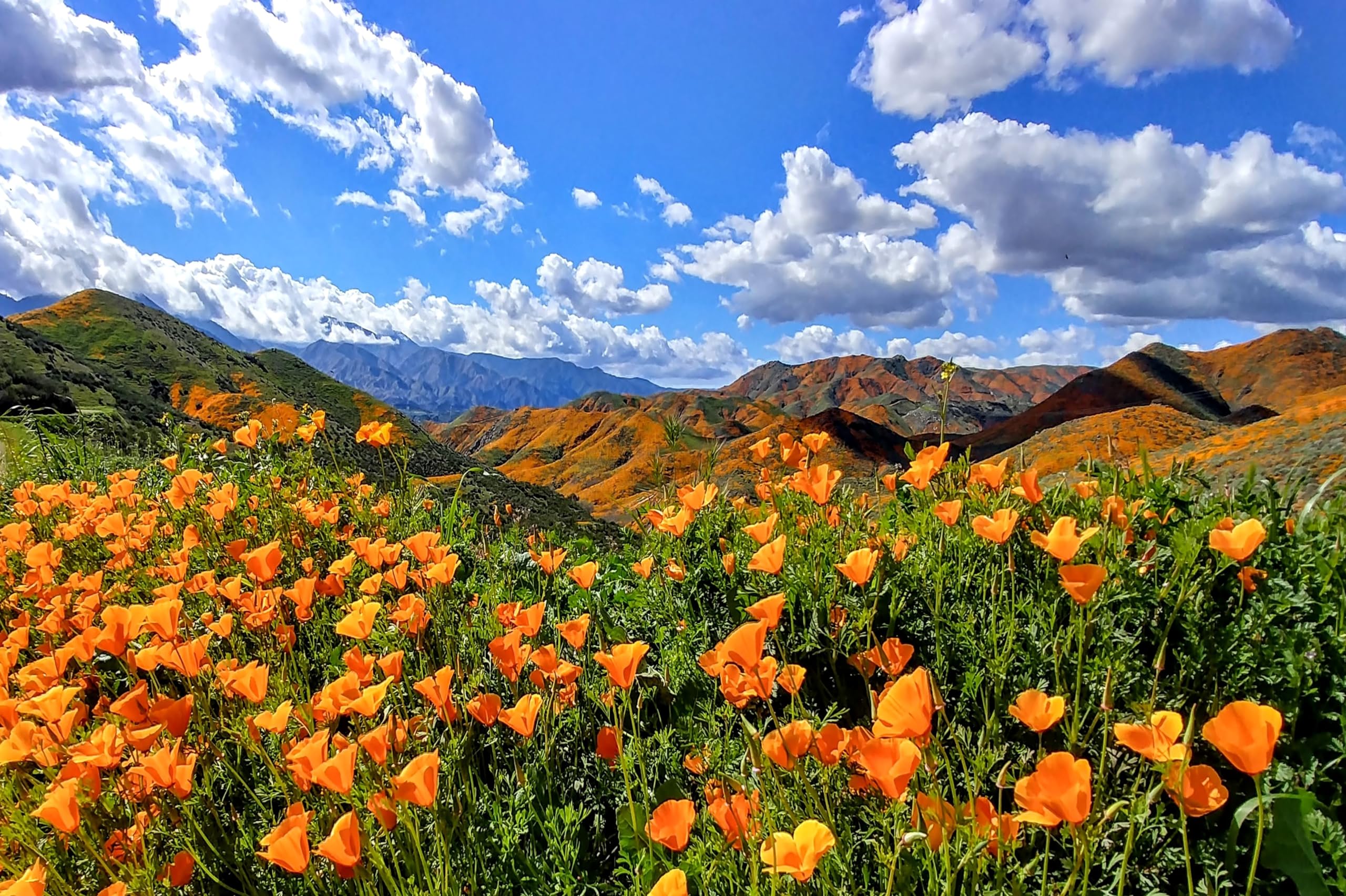 2560x1704 Amazon.com : chnywork 7x5ft Poppies Fields Backdrop Orange County California Poppies Super Bloom Mountain Clouds Landscape Background America Spring Wedding Birthday Party Decor Photo Booth Props Wallpaper