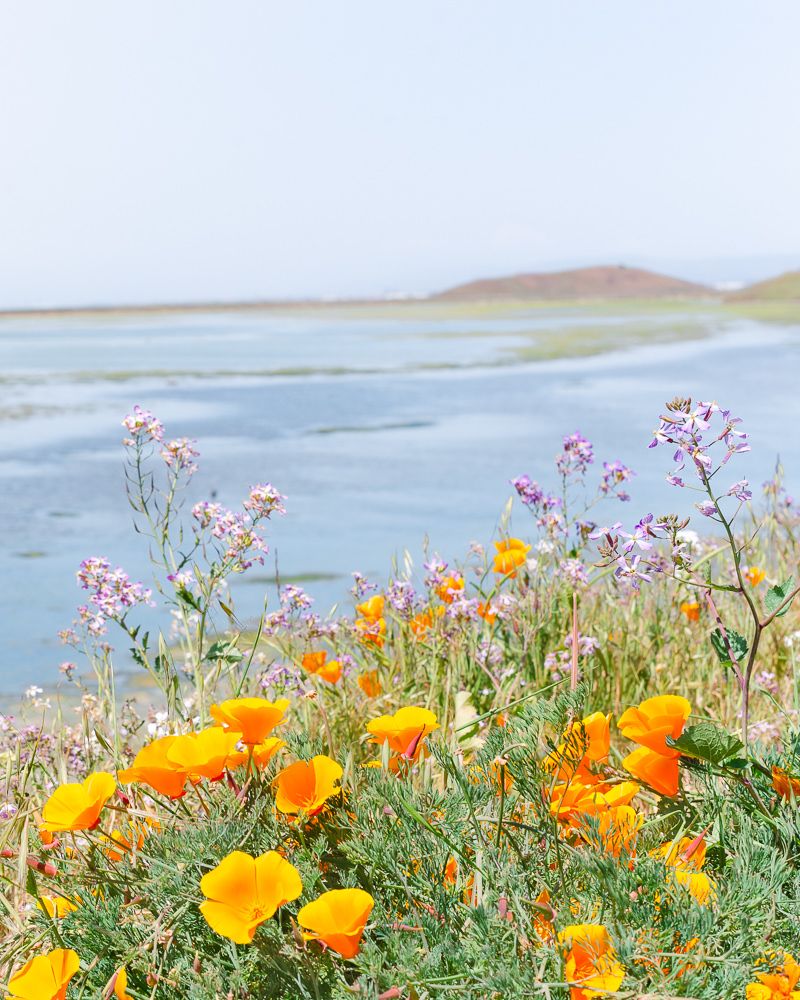 800x1000 Spring Wildflowers at Coyote Hills Regional Park in the S.F. East Bay