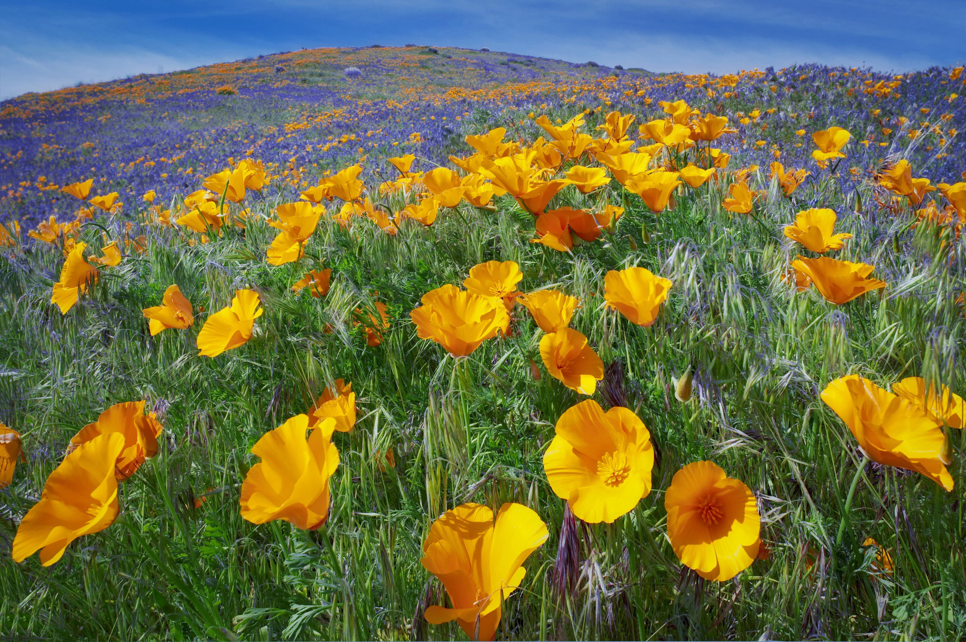 3200x2128 Antelope Valley Poppy Preserve Wall Mural