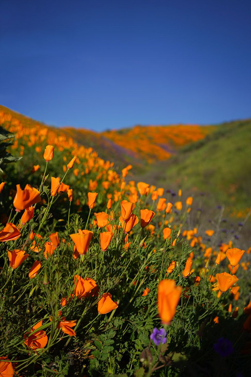 974x1460 My Favorite Places to Enjoy Spring in California