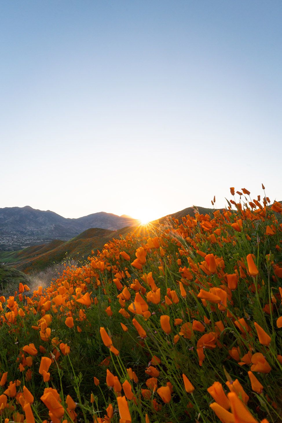 974x1460 My Favorite Places to Enjoy Spring in California