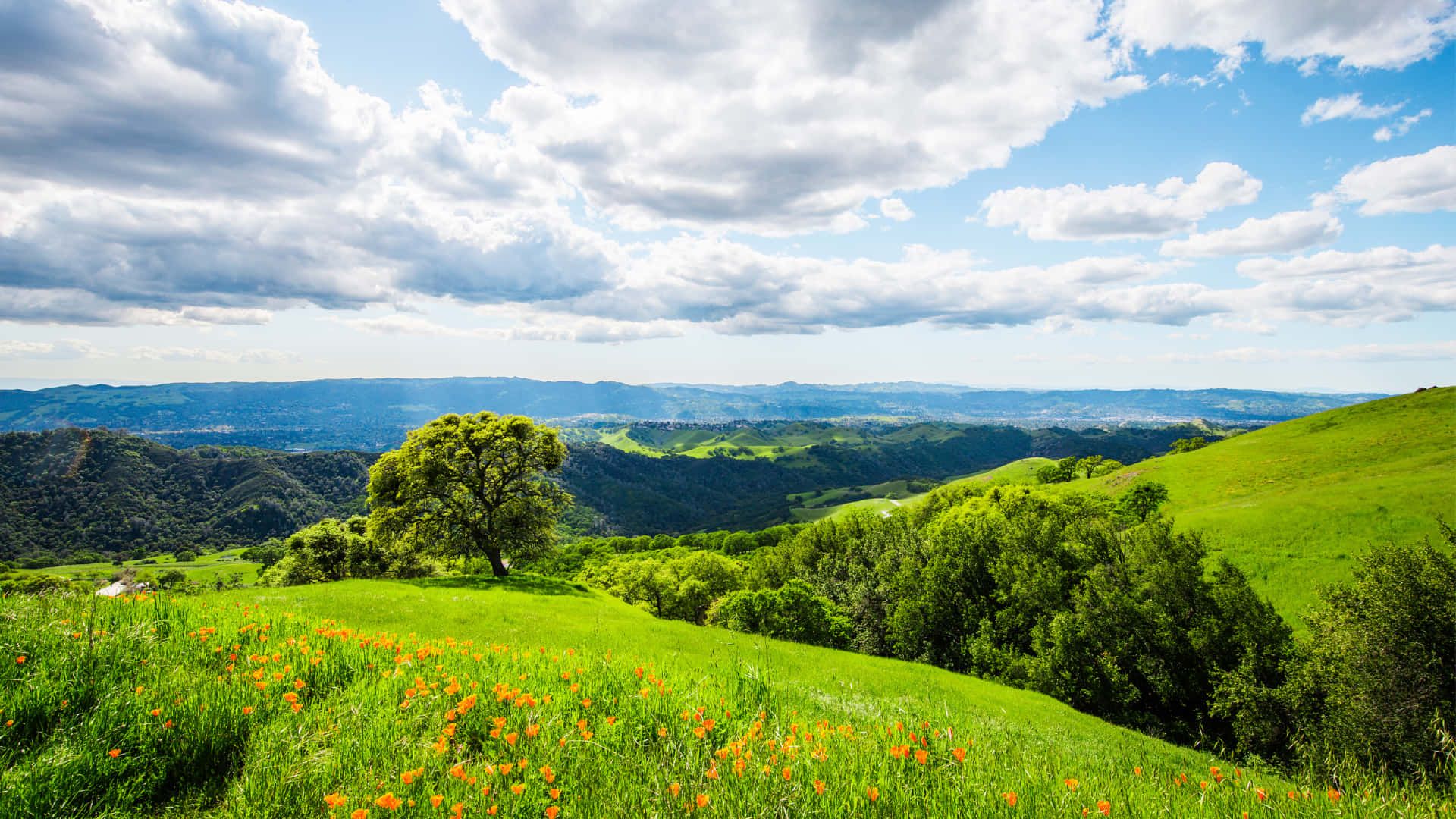 1920x1080 Download Wildflowers Concord California Spring Zoom Background