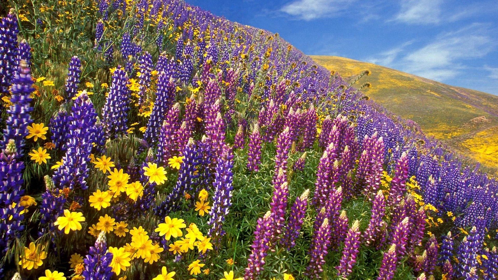 1920x1080 Spring California Wallpaper
