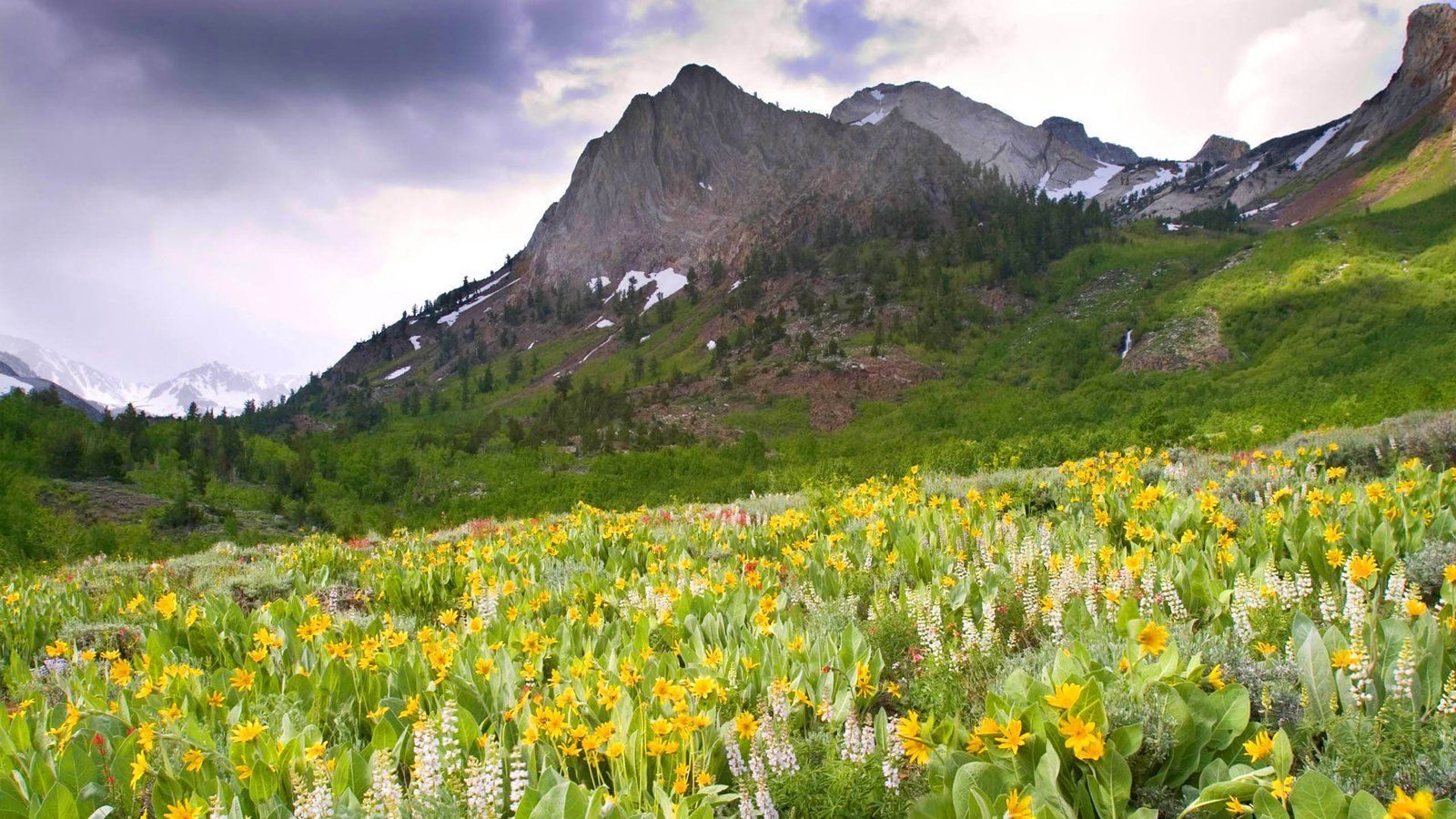 1600x900 Spring Mountain Flowers Mcgee Creek Canyon California United States Desktop Wallpaper HD Free Download :